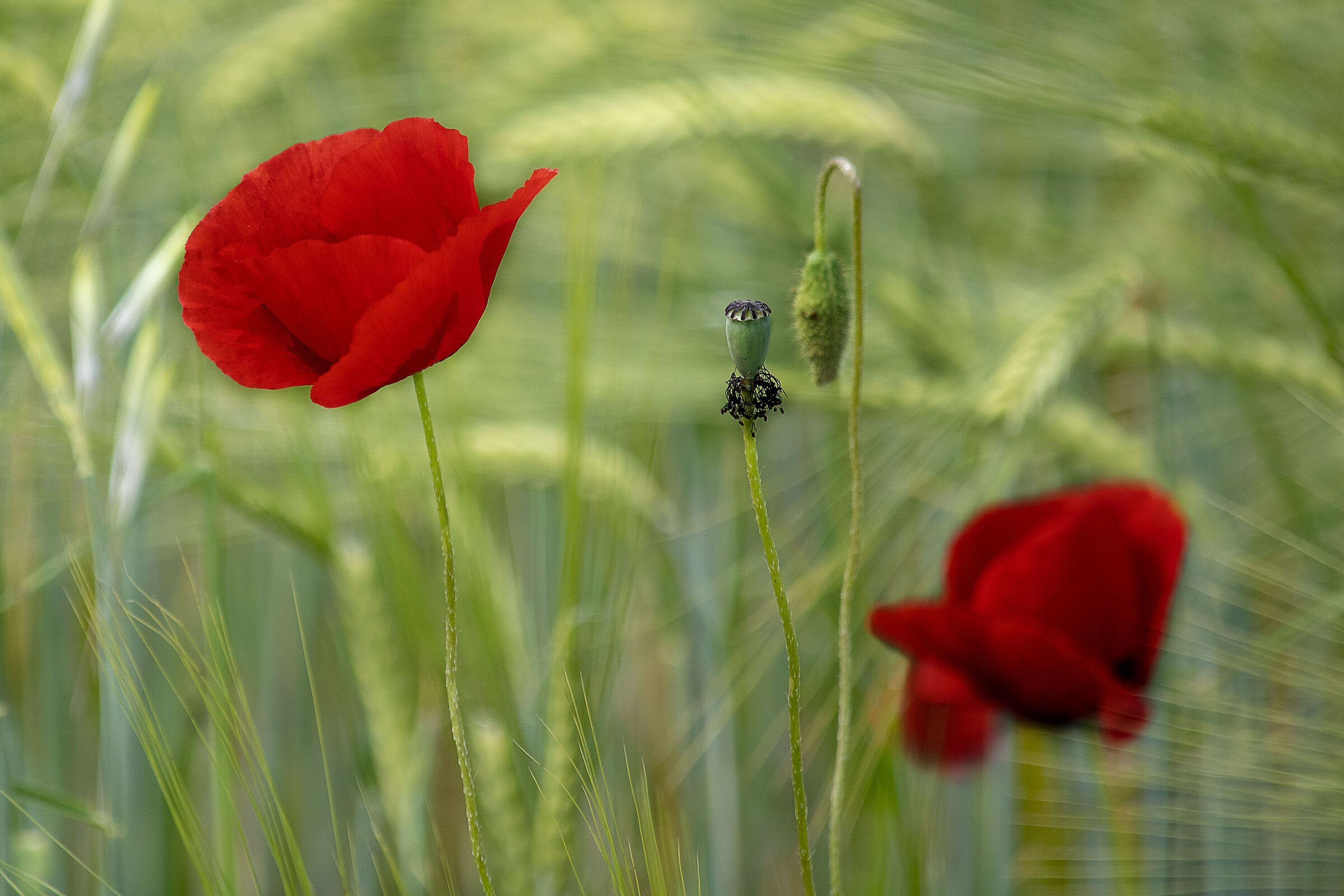 Poppies