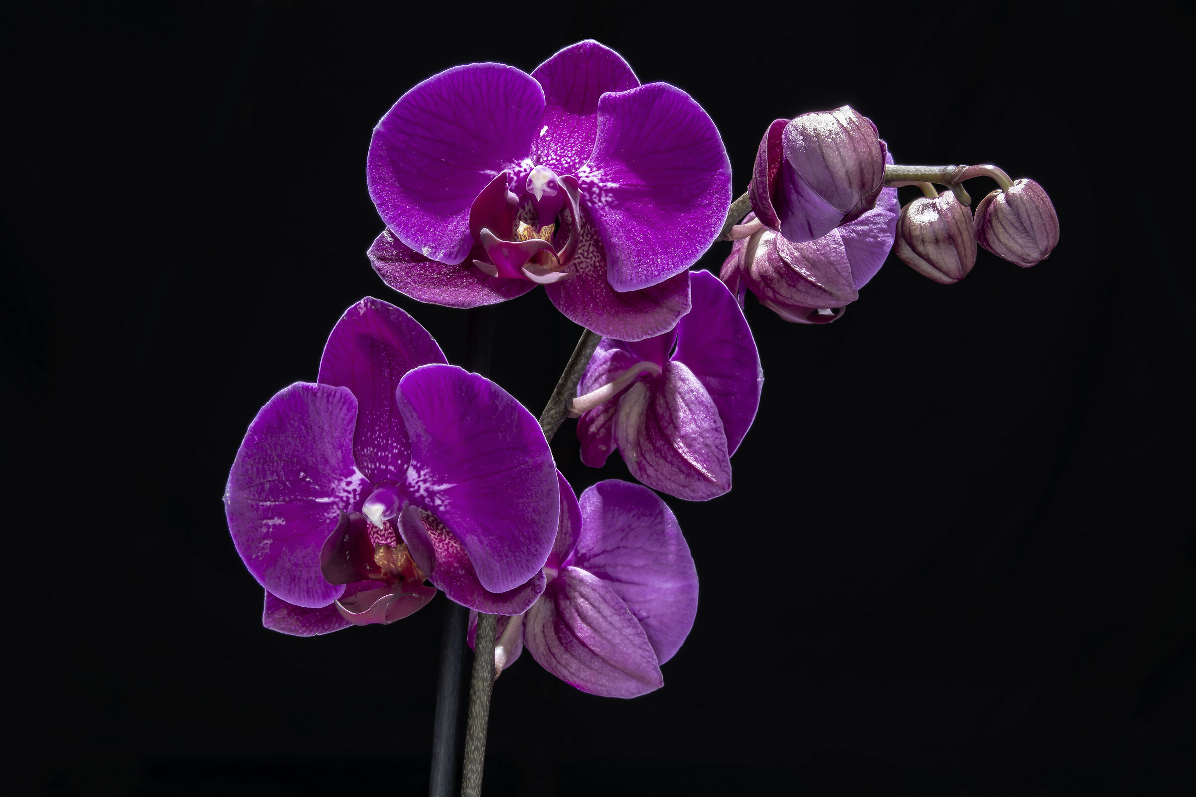 Orchid