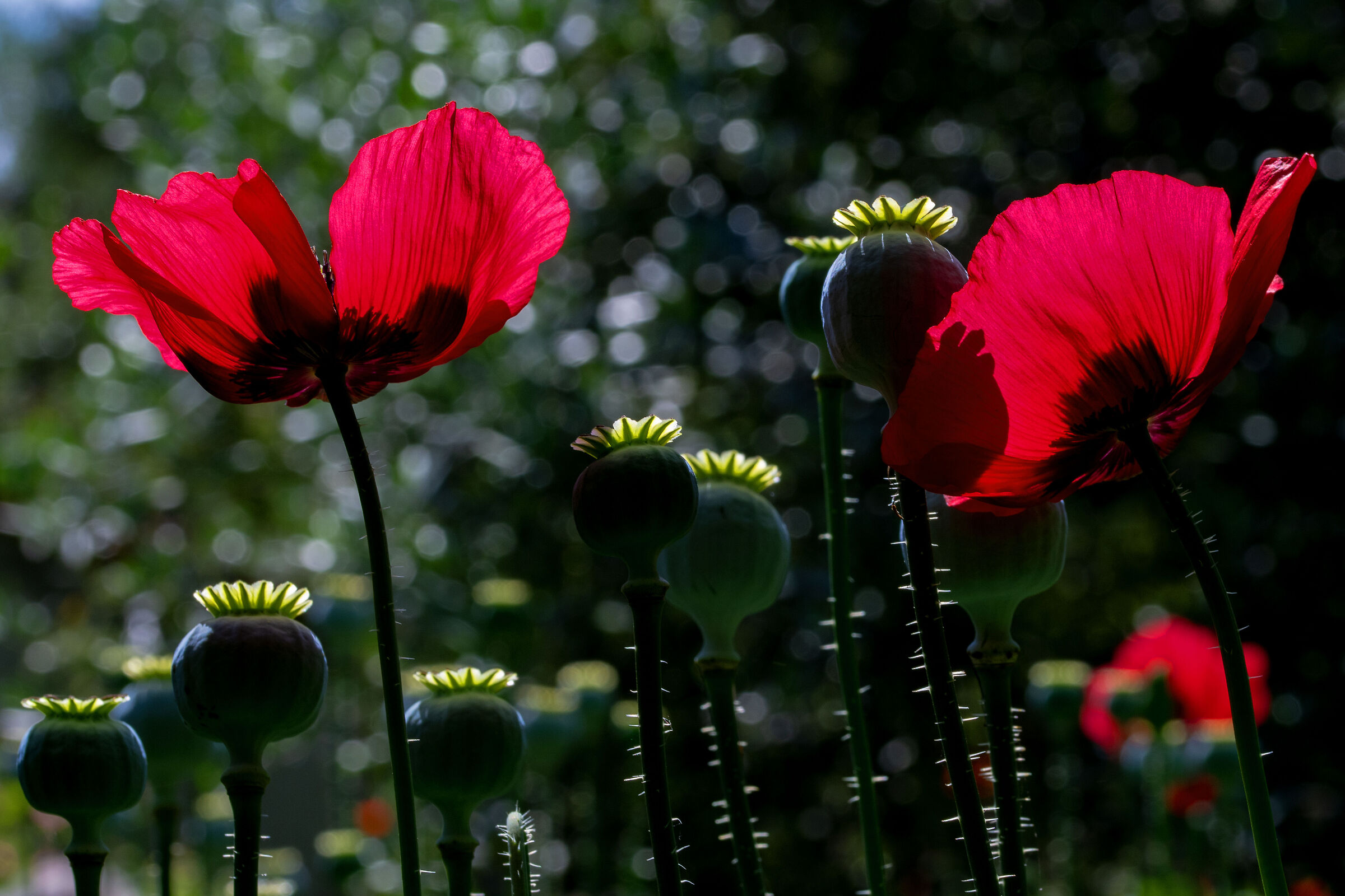 Poppies