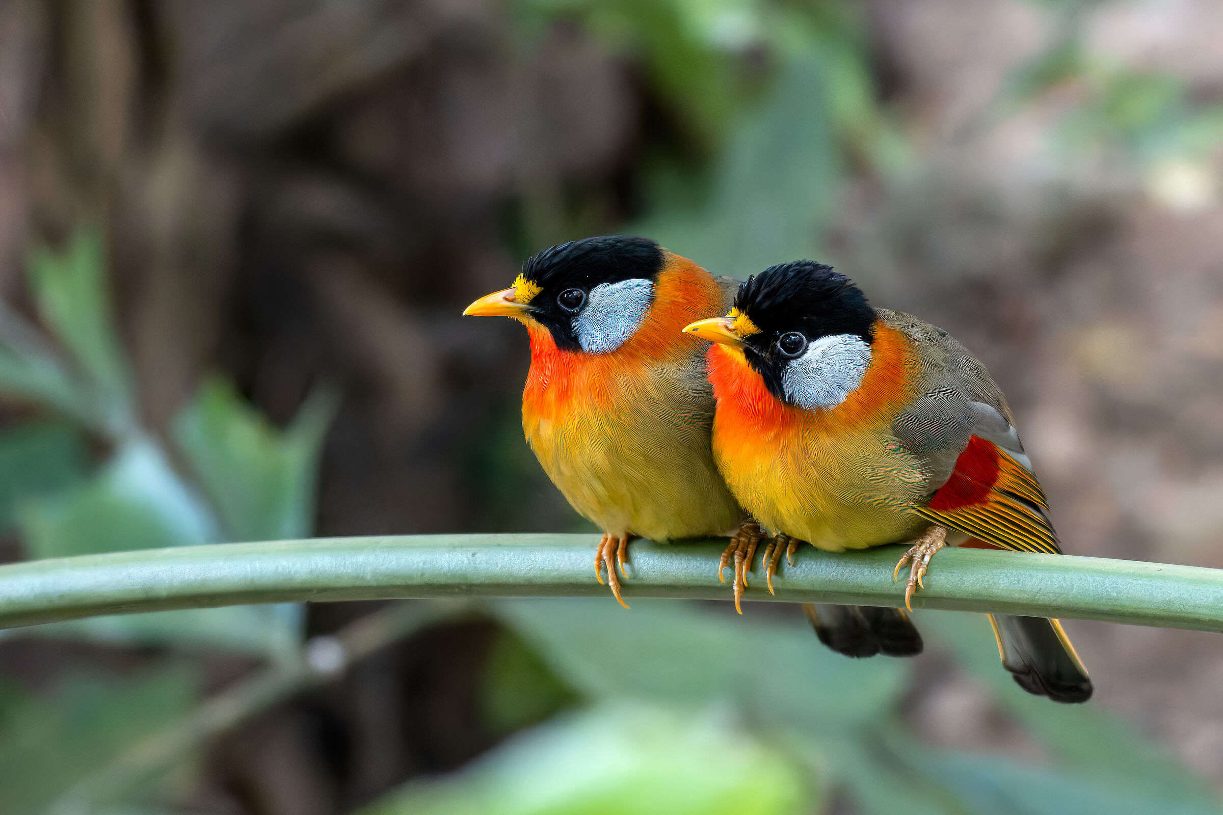 Silver-eared mesia