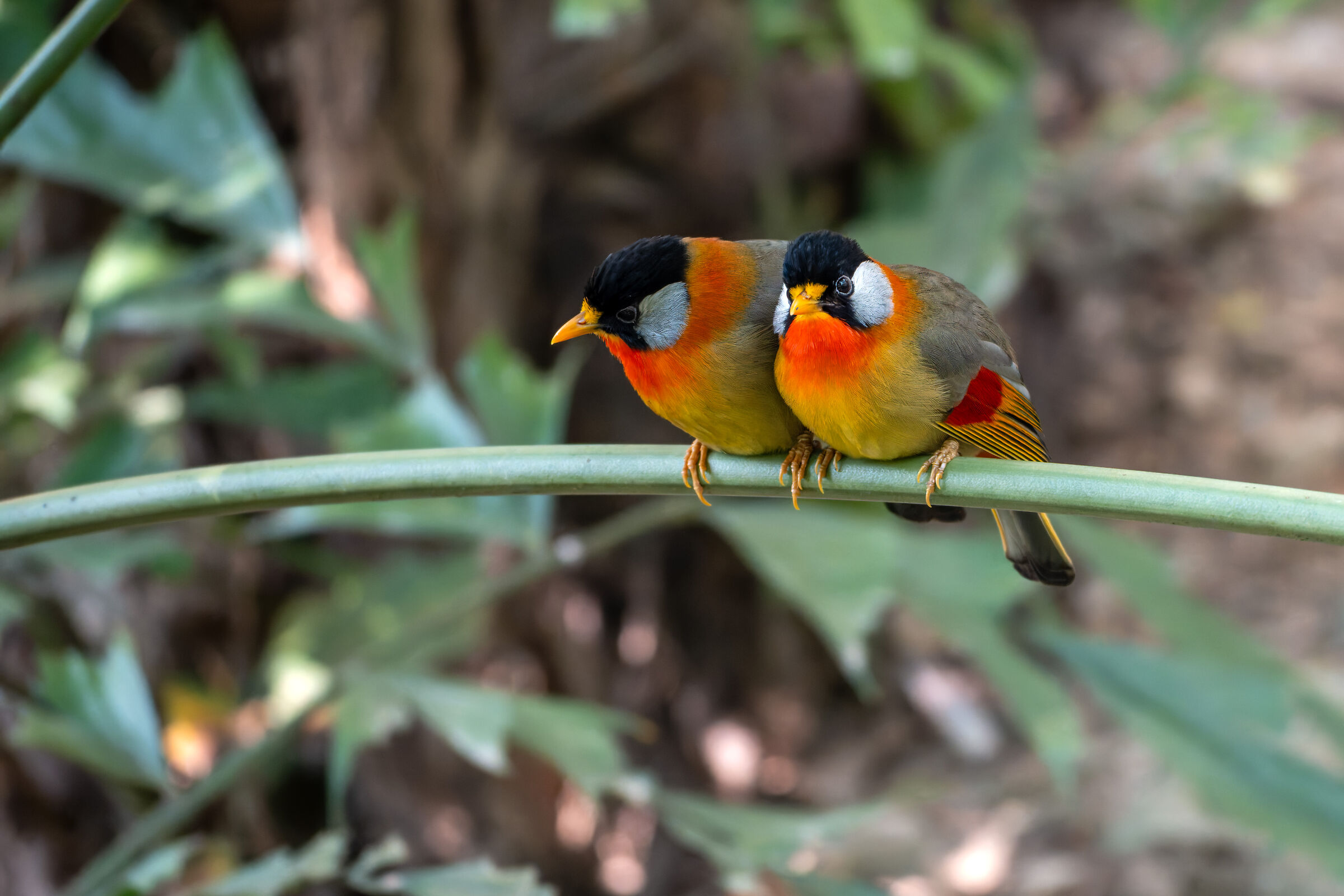 Silver-eared mesia