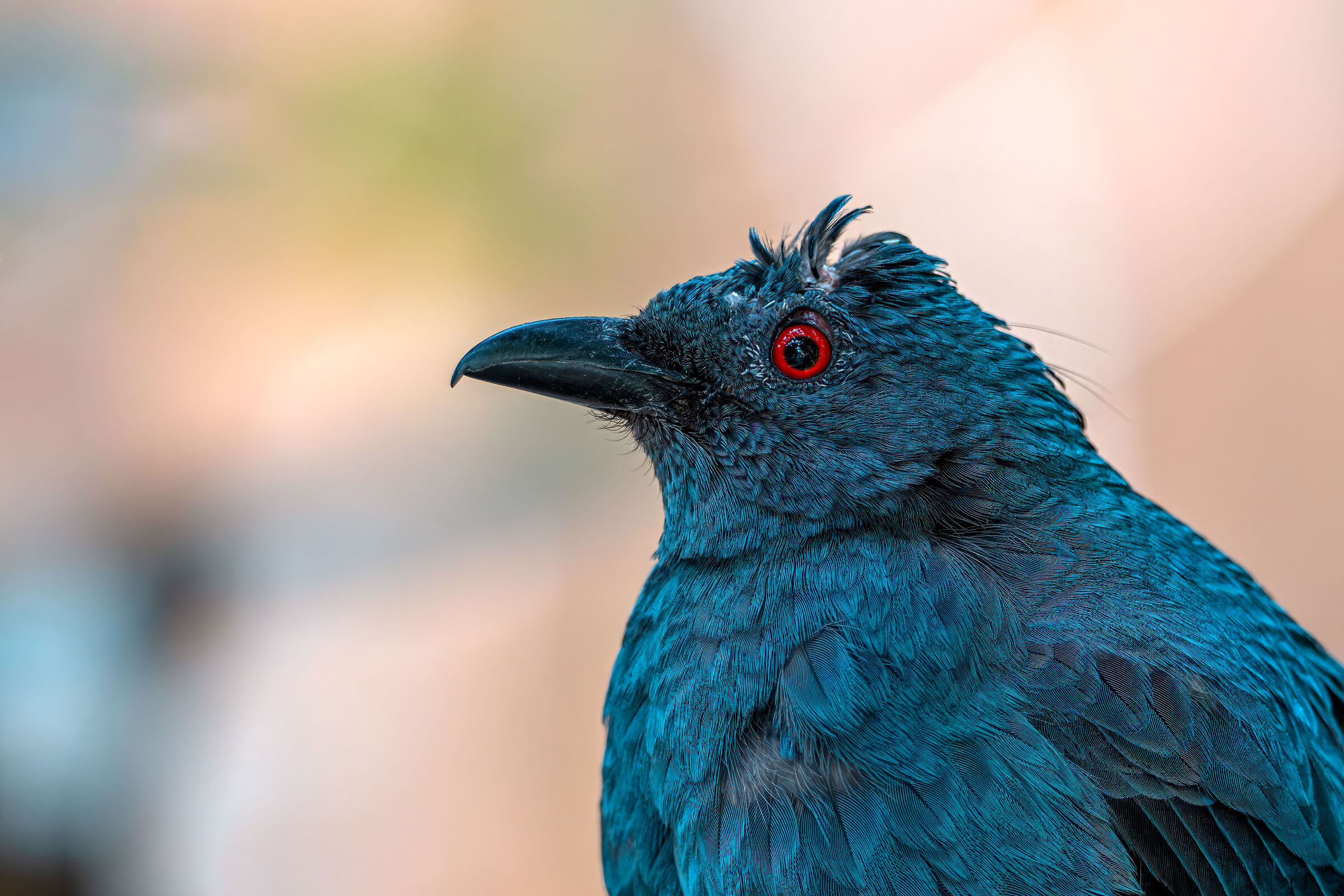 Asian fairy-bluebird