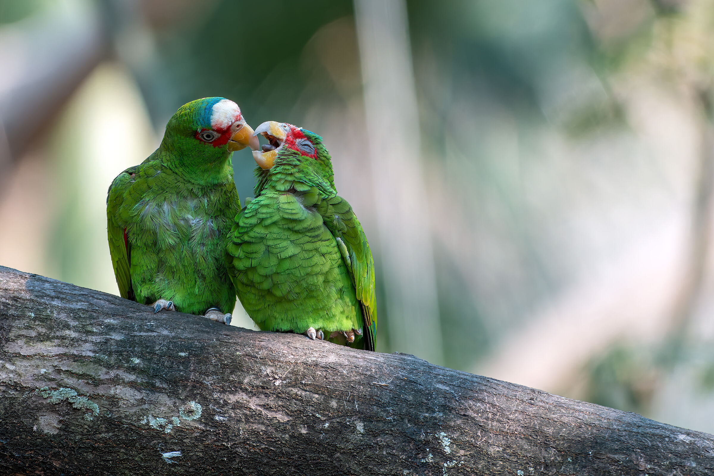 White-fronted amazon