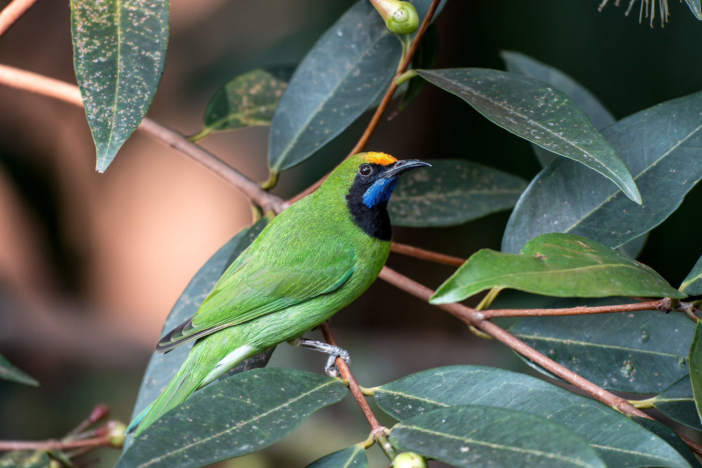 Blue-winged leafbird
