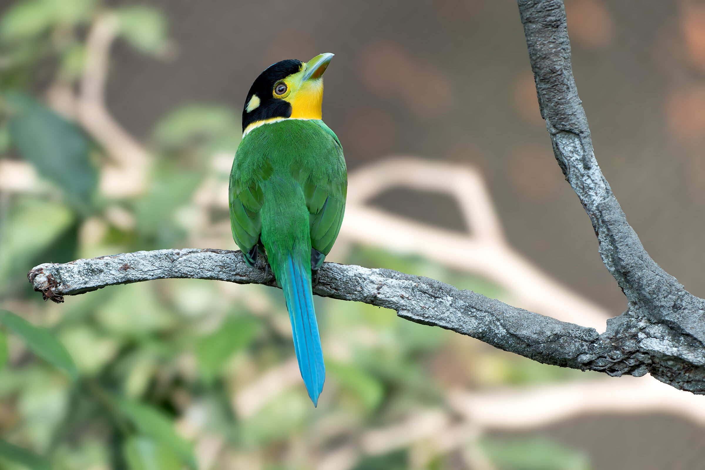 Blue-winged leafbird
