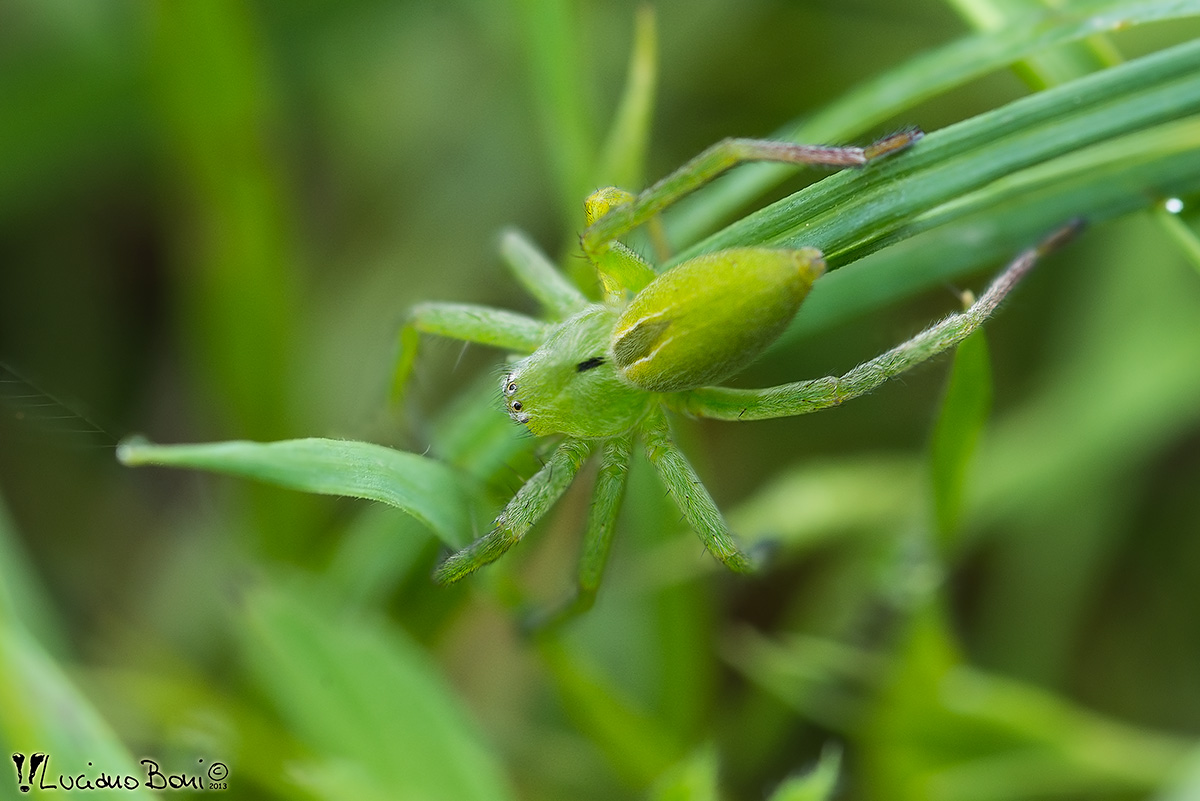 Micrommata virescens