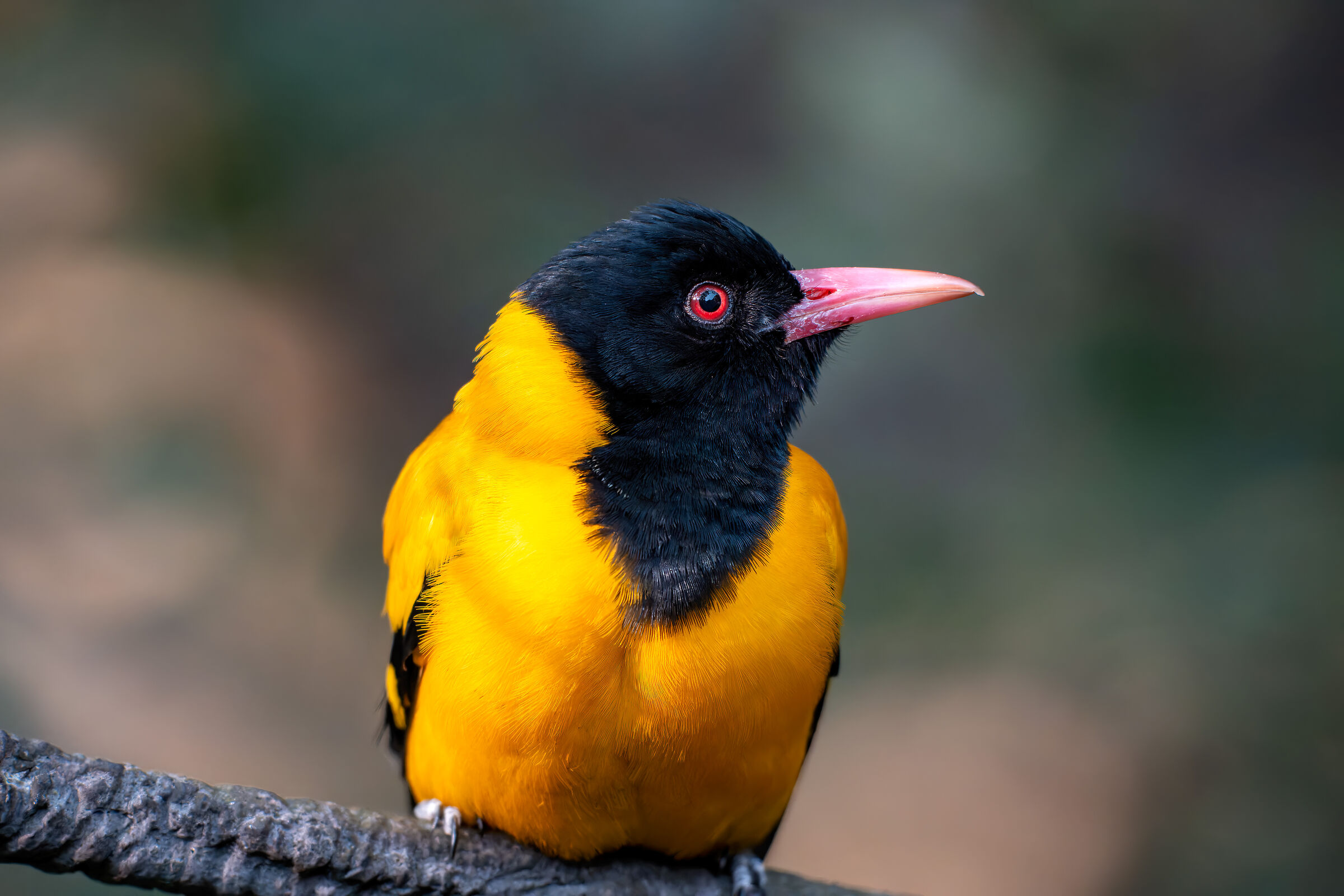 Black-hooded oriole