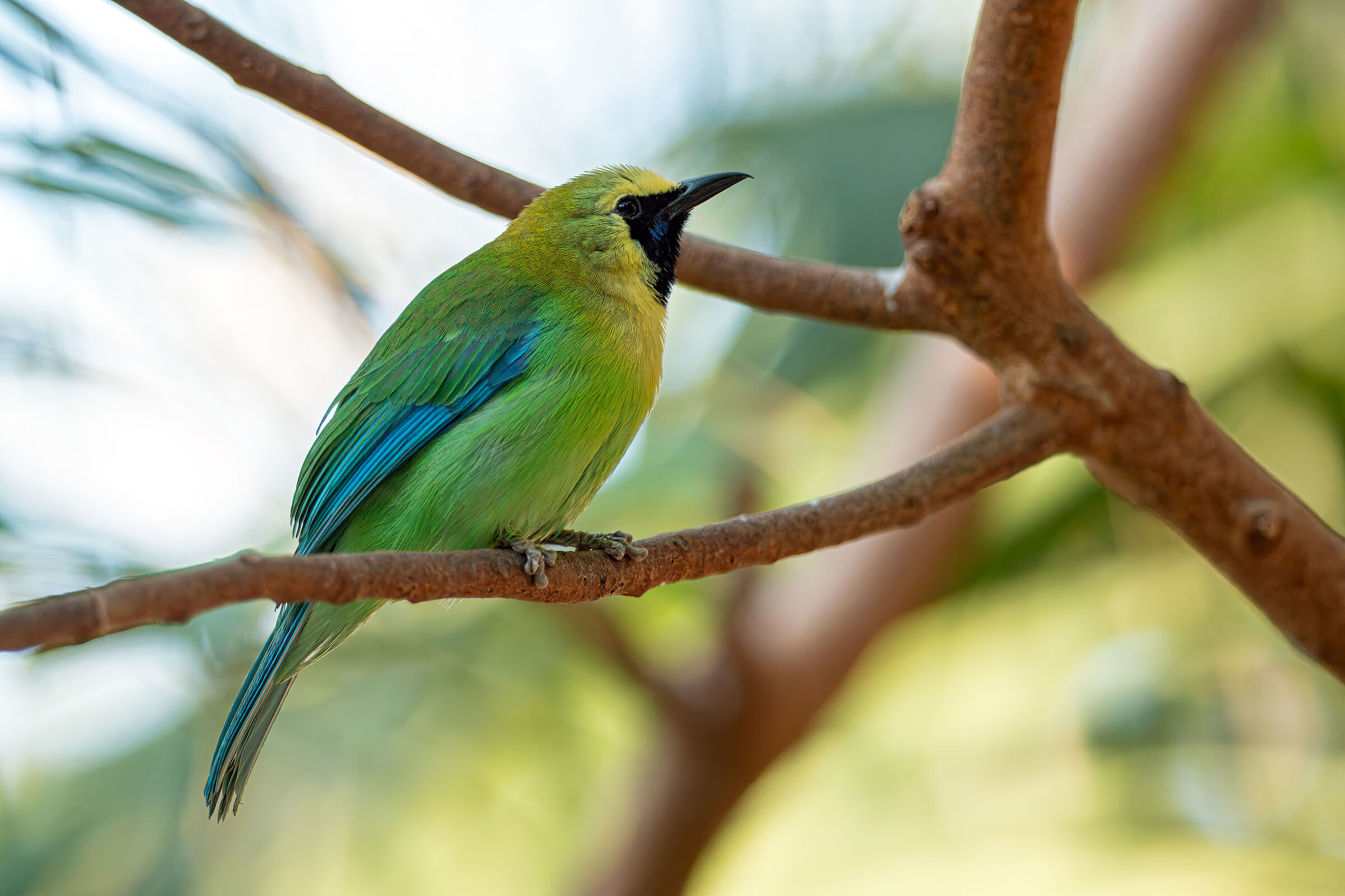 Blue-winged leafbird