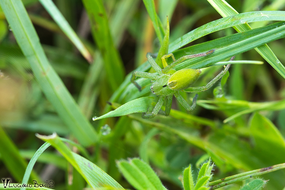 Micrommata virescens