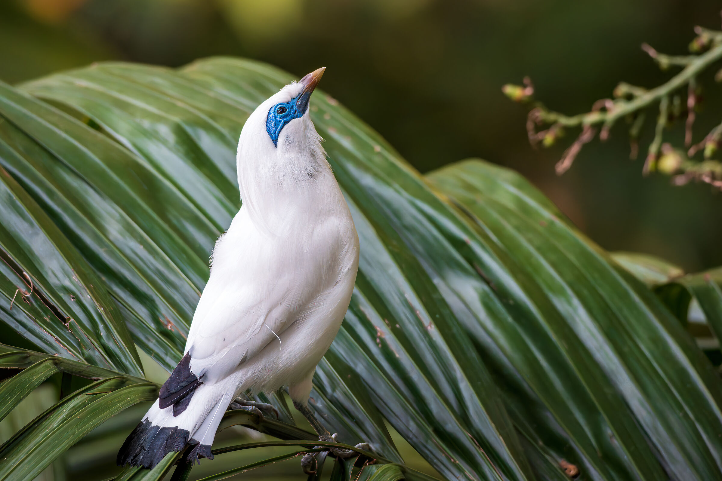 Bali myna
