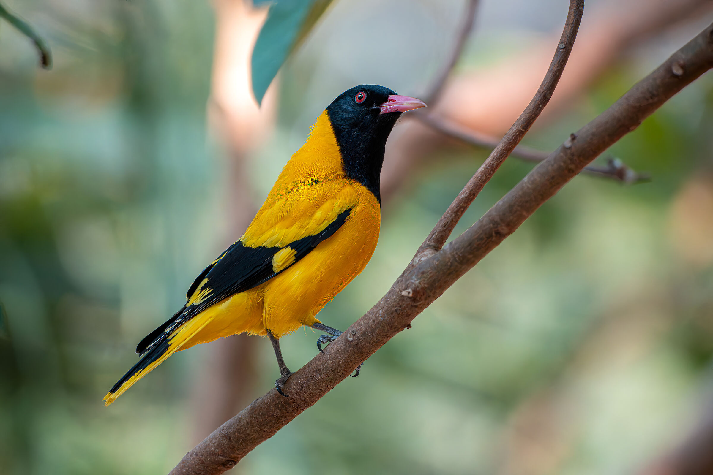 Black Hooded Oriole