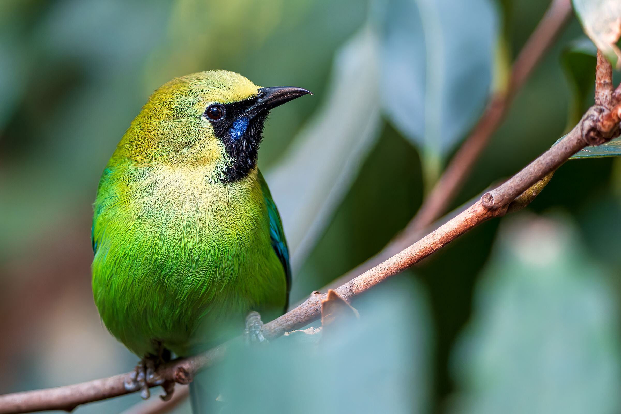 Close-up of Blue-winged