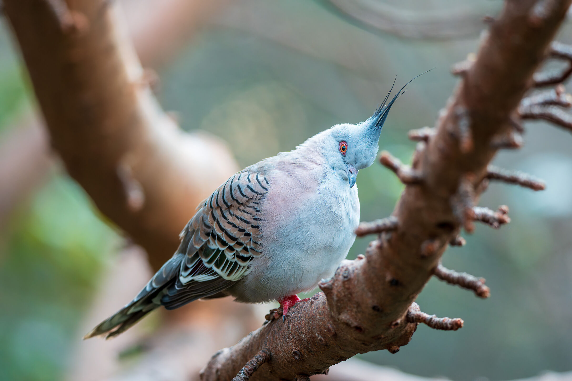 Crested pigeon