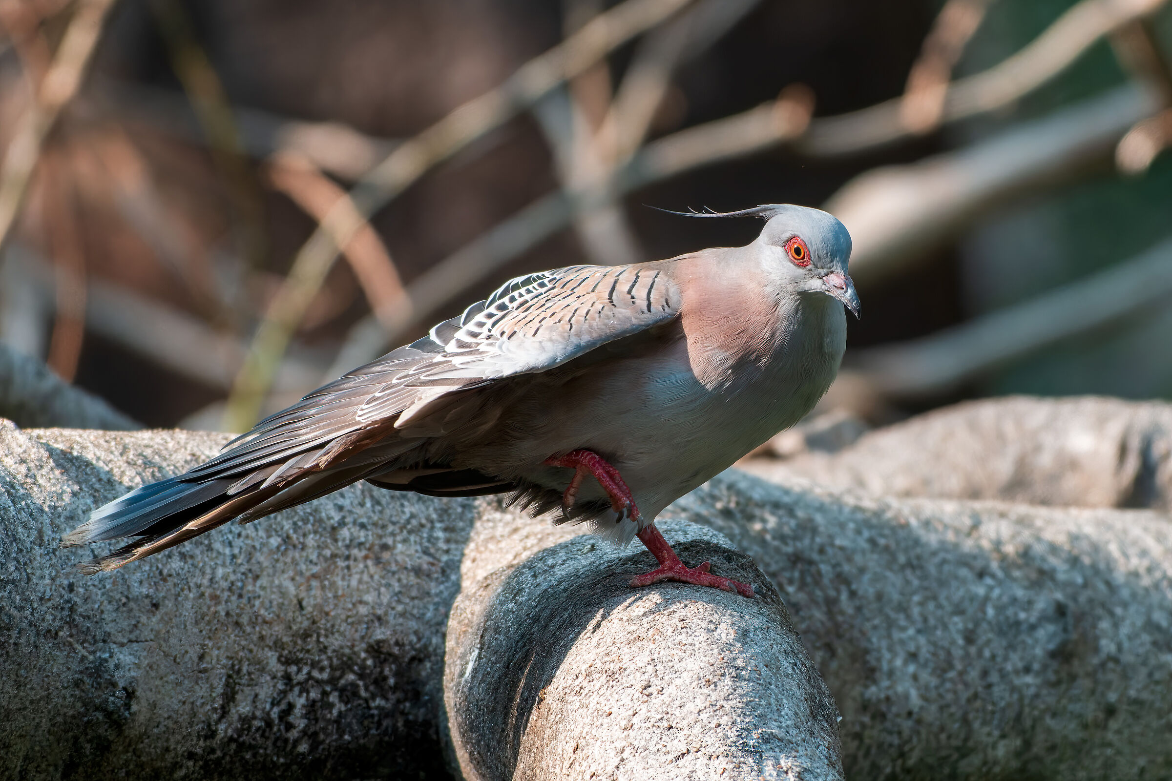 Crested Pigeon
