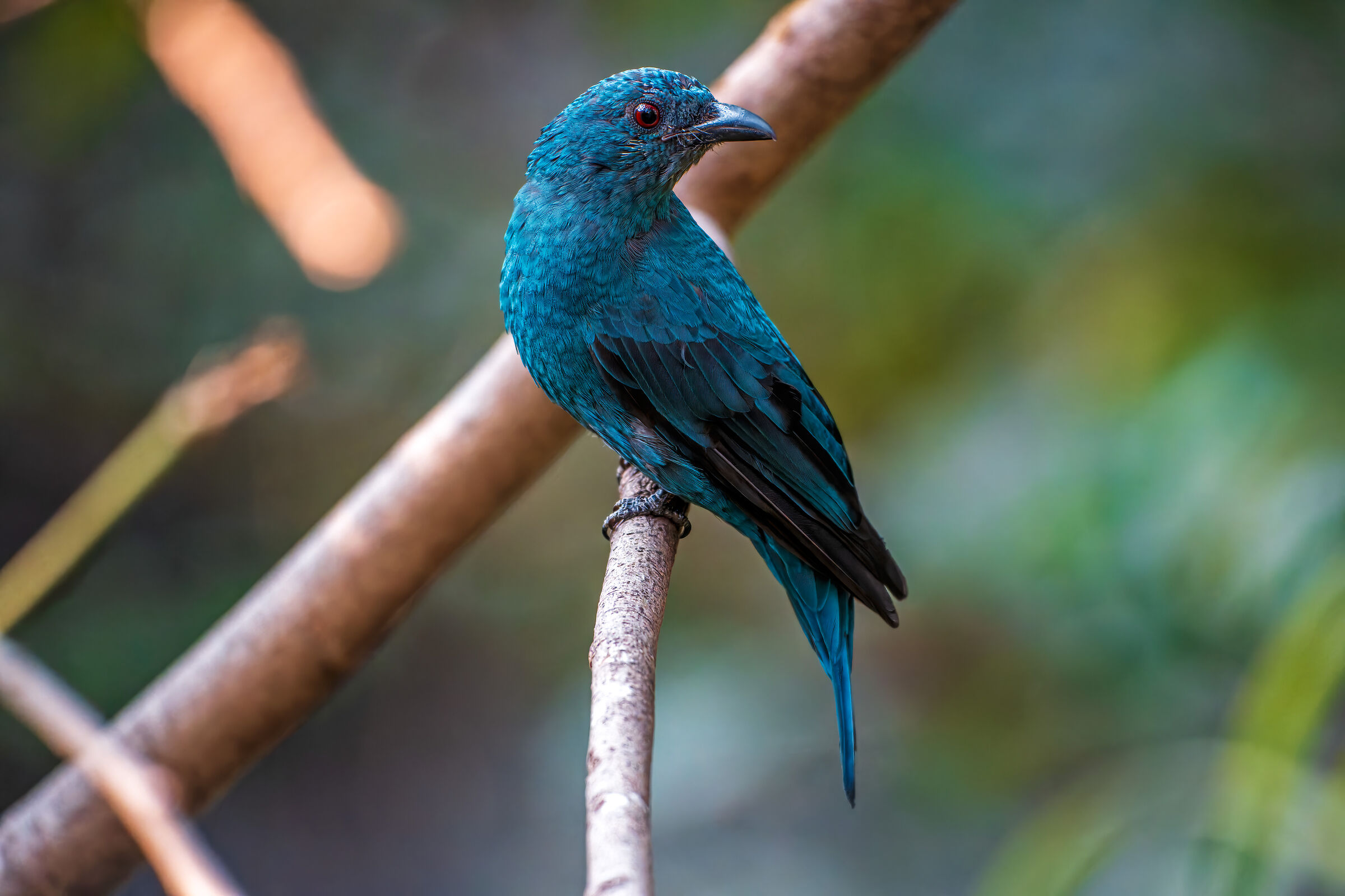 Asian fairy-bluebird
