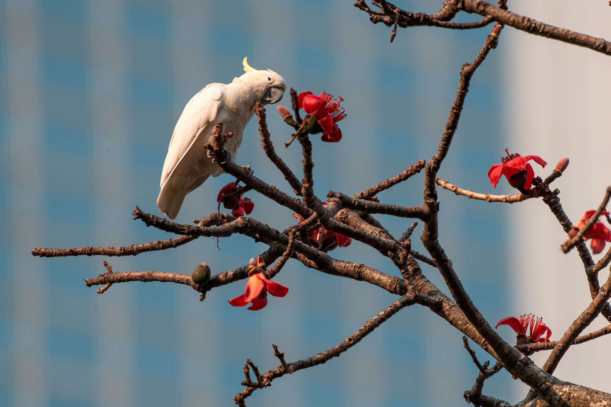 Cockatoo free among the skyscrapers of HKG