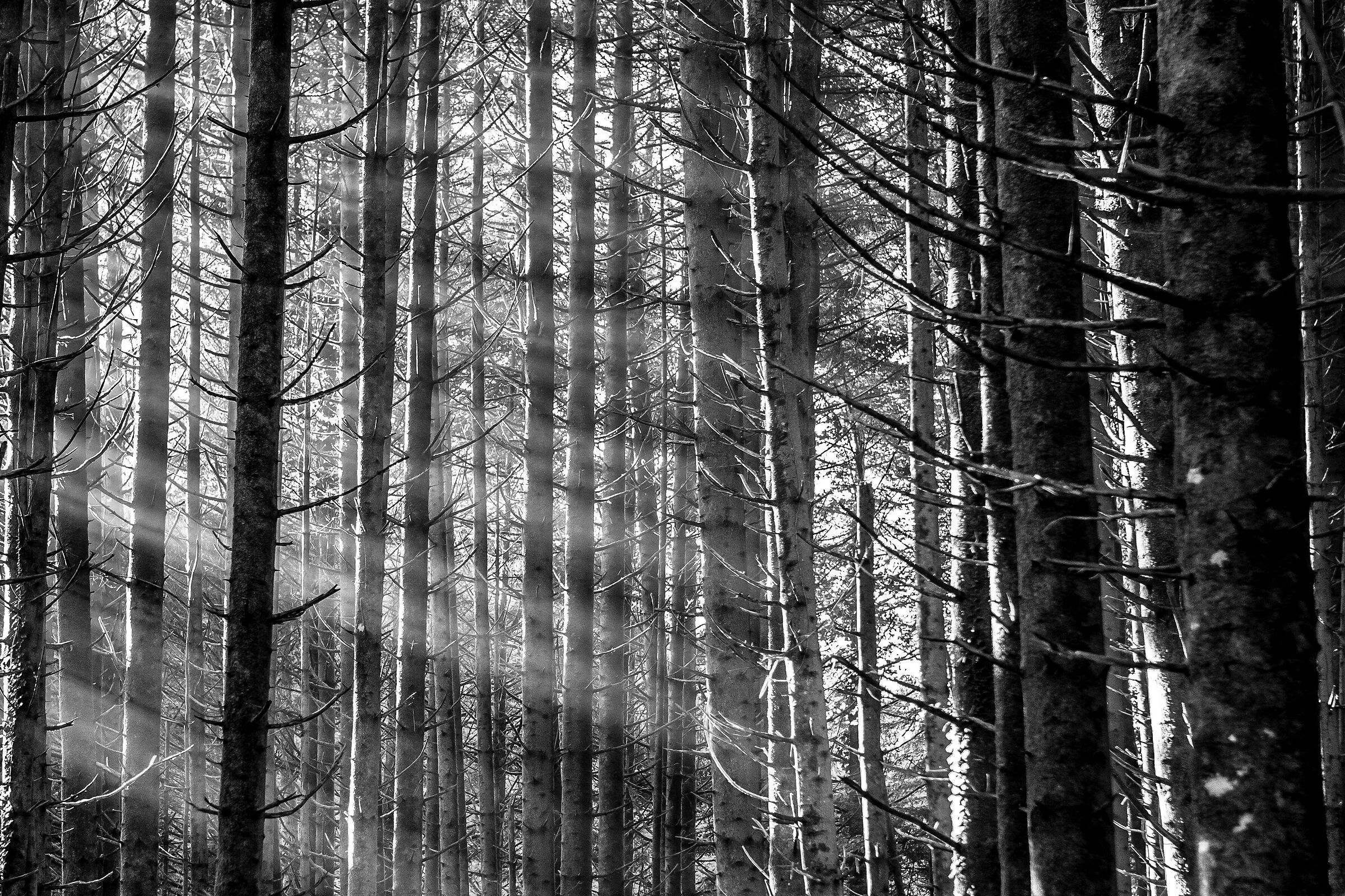 Rays in the woods
