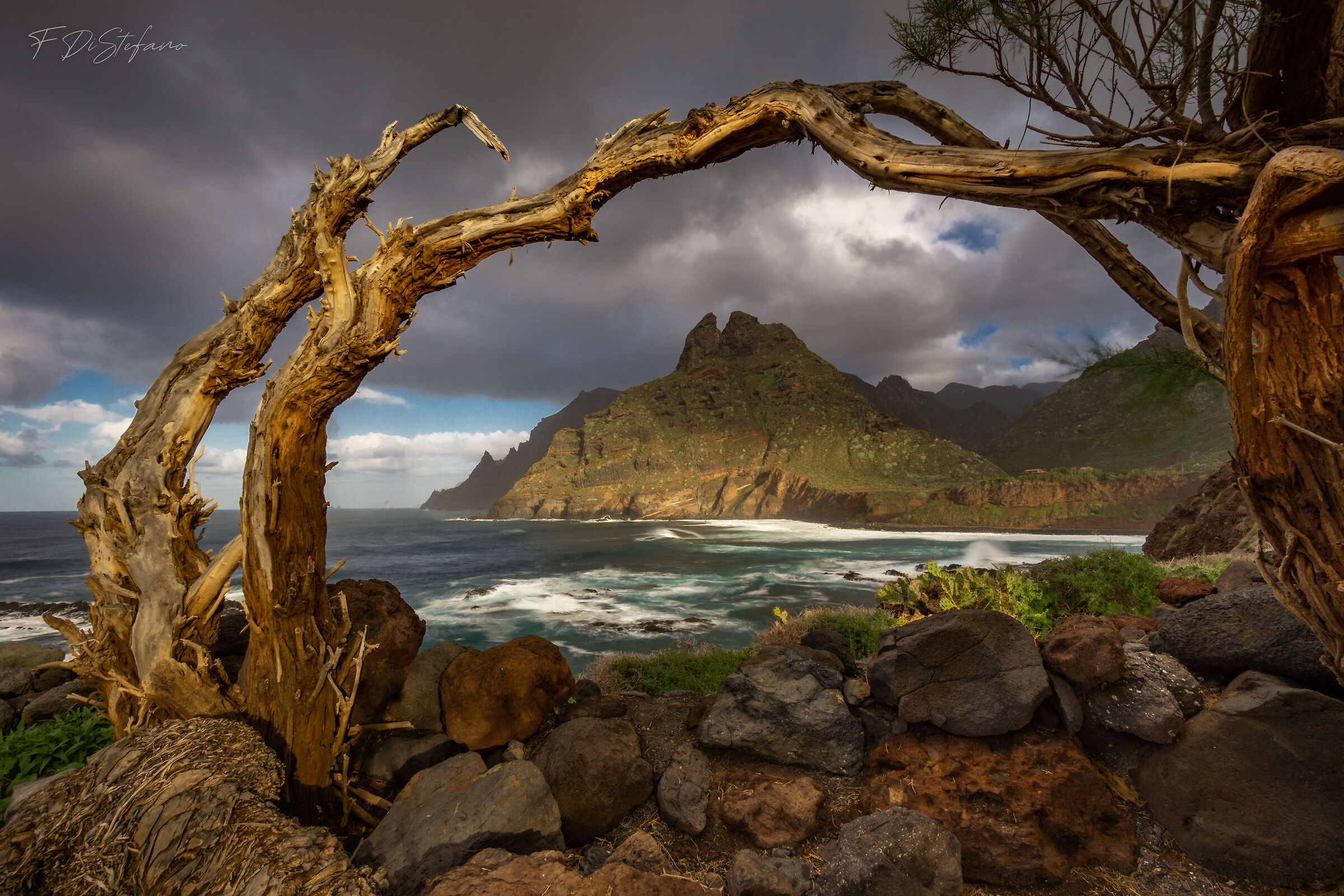 Punta del Hidalgo Dreaming