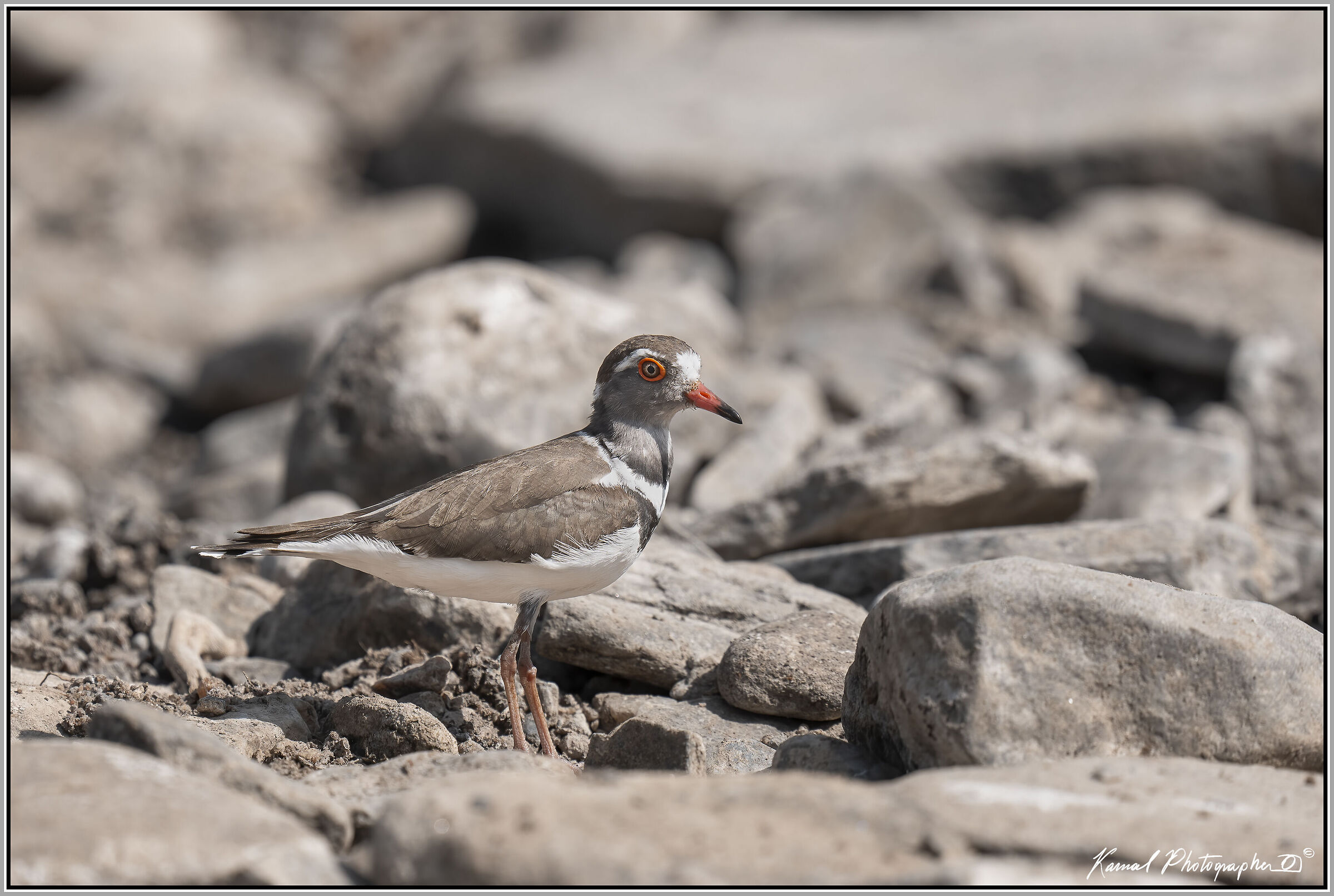 Charadrius tricollaris