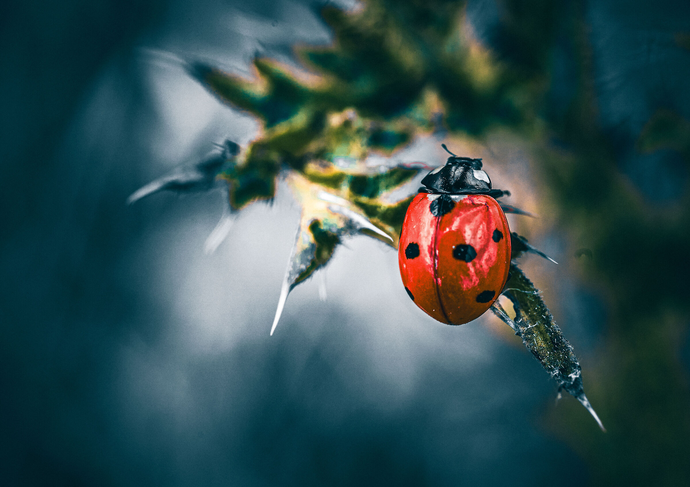 Coccinella