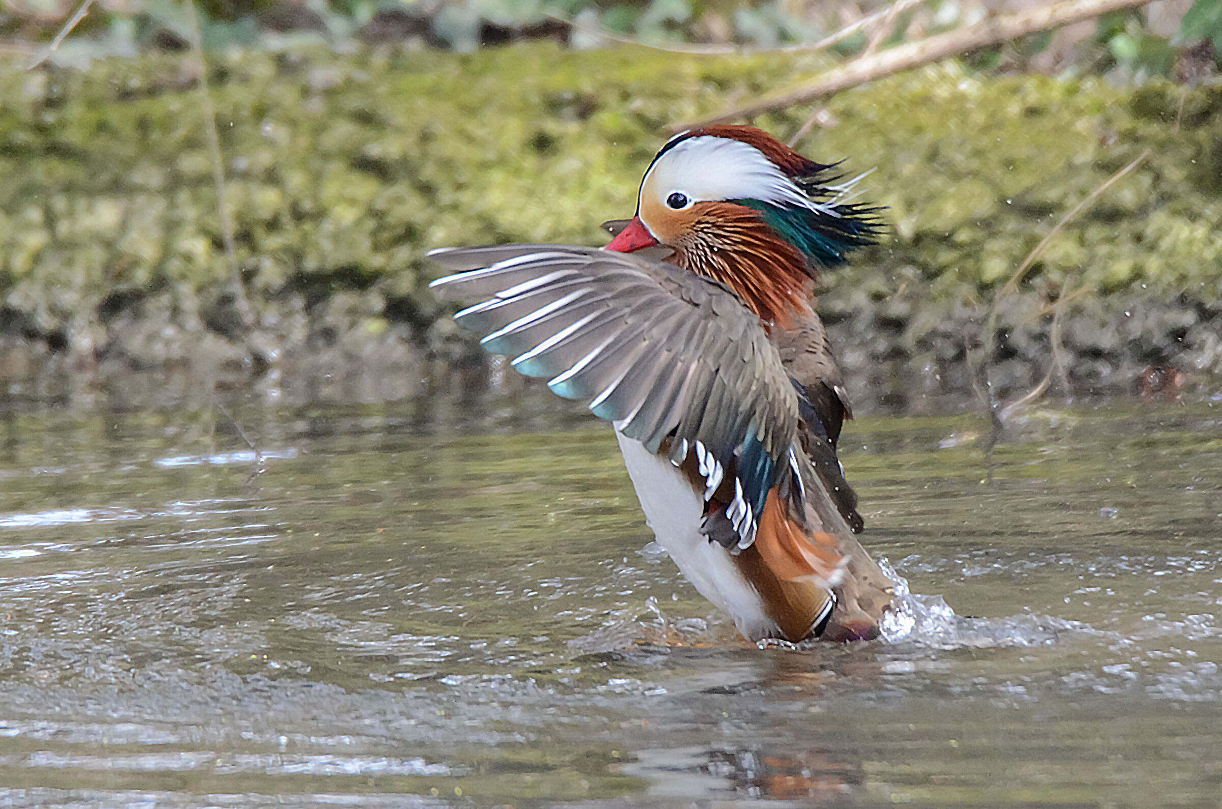 mandarin duck