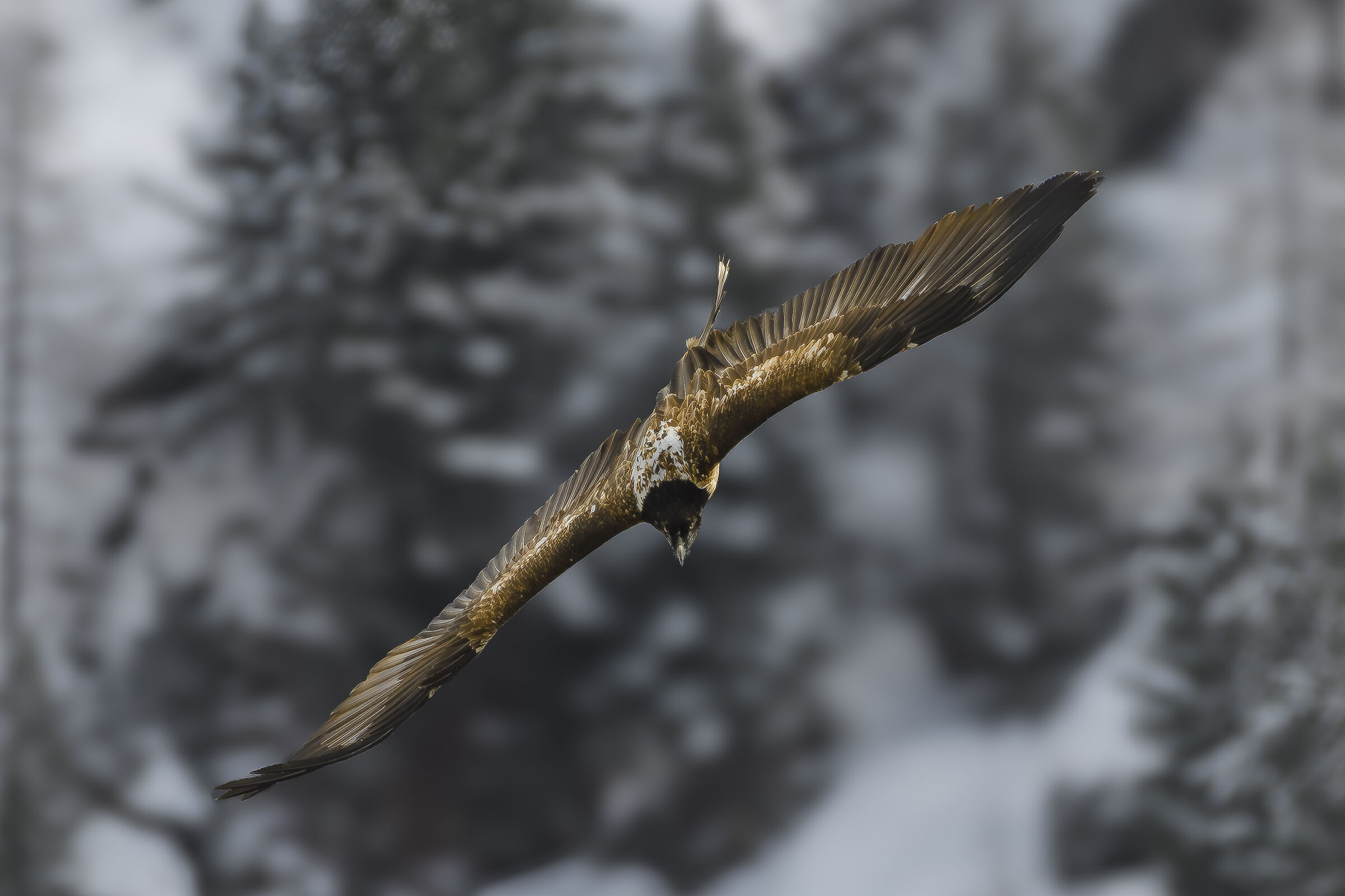 Young Bearded Vulture