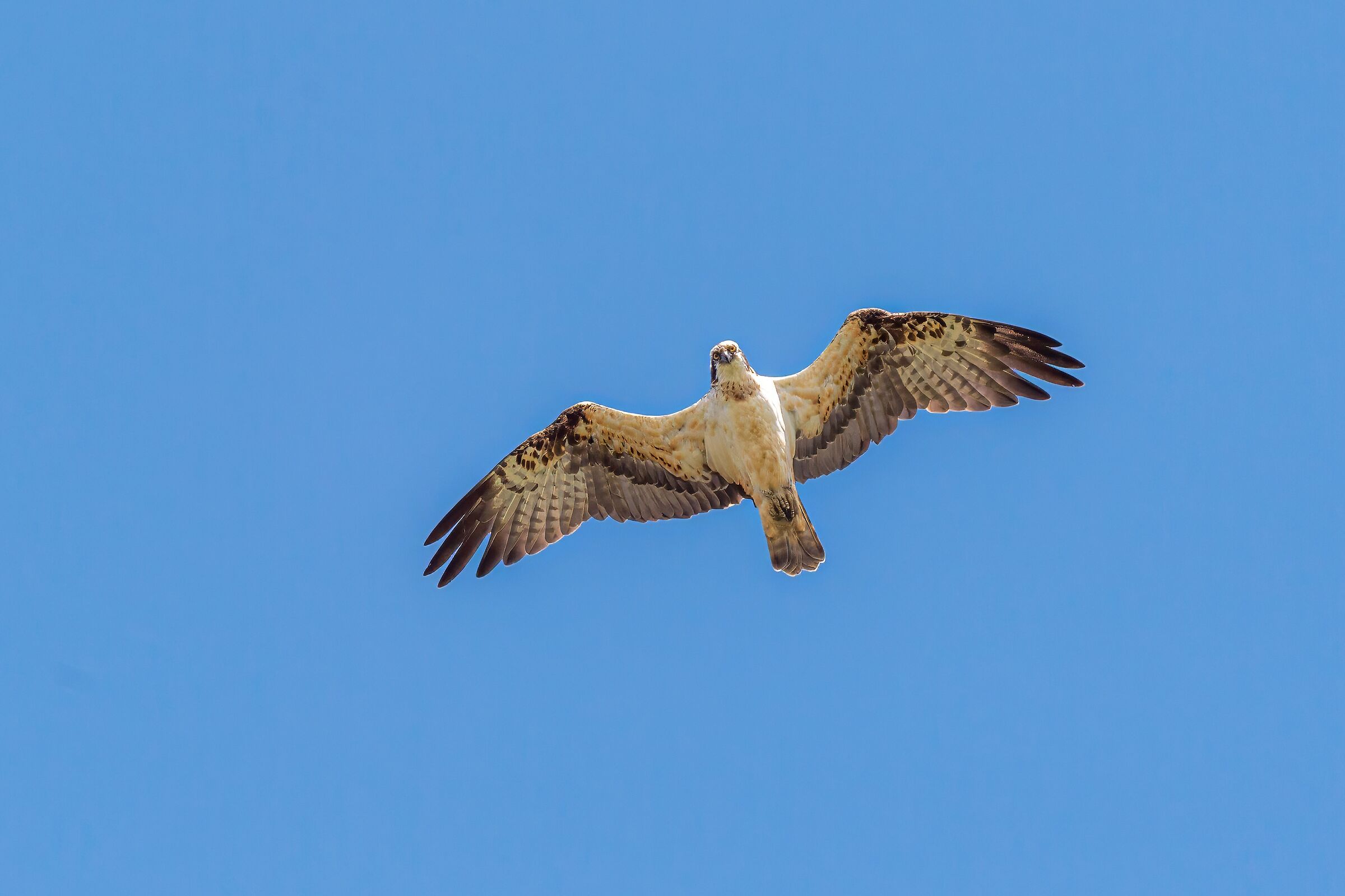 osprey