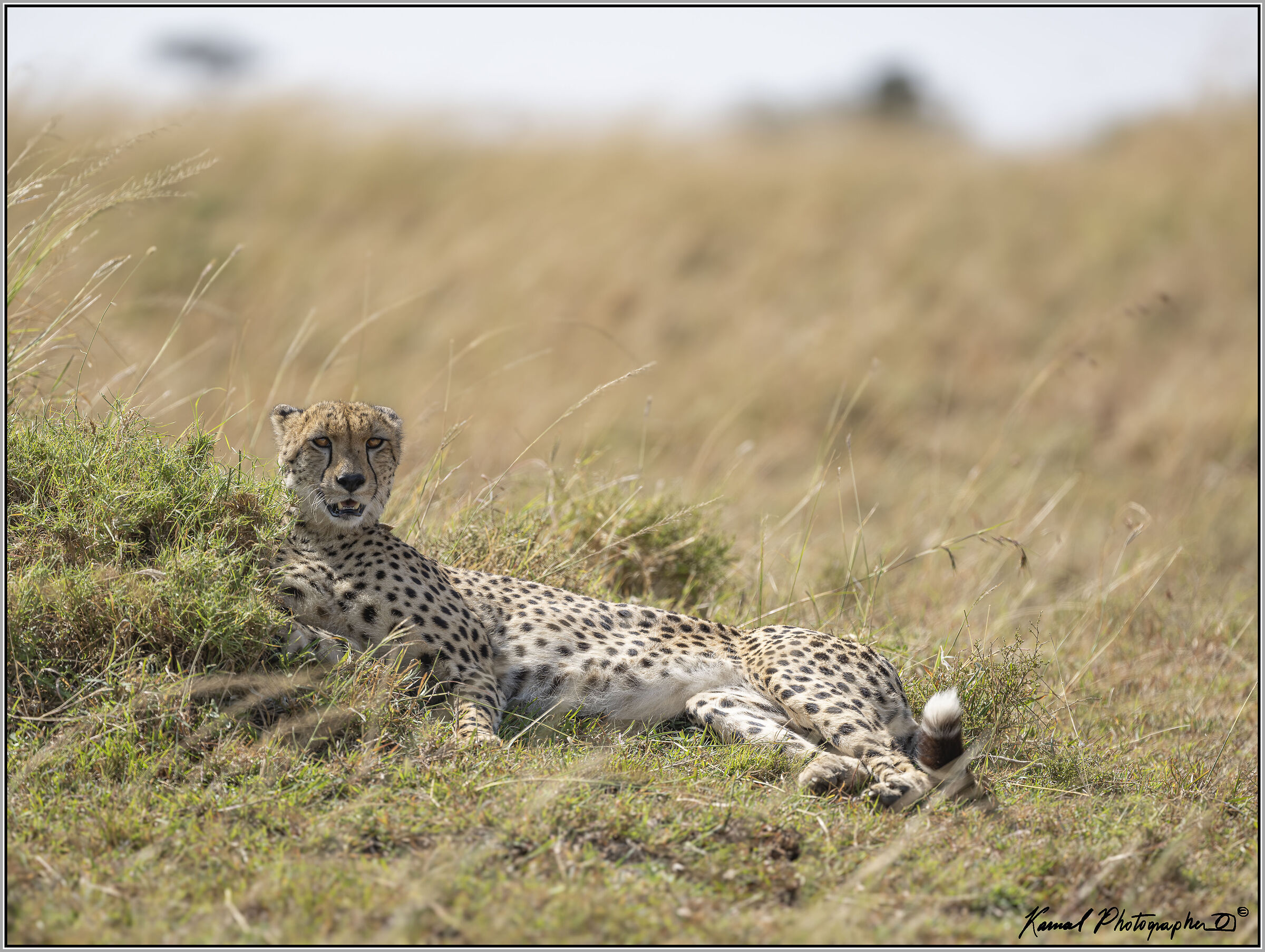 Acinonyx jubatus