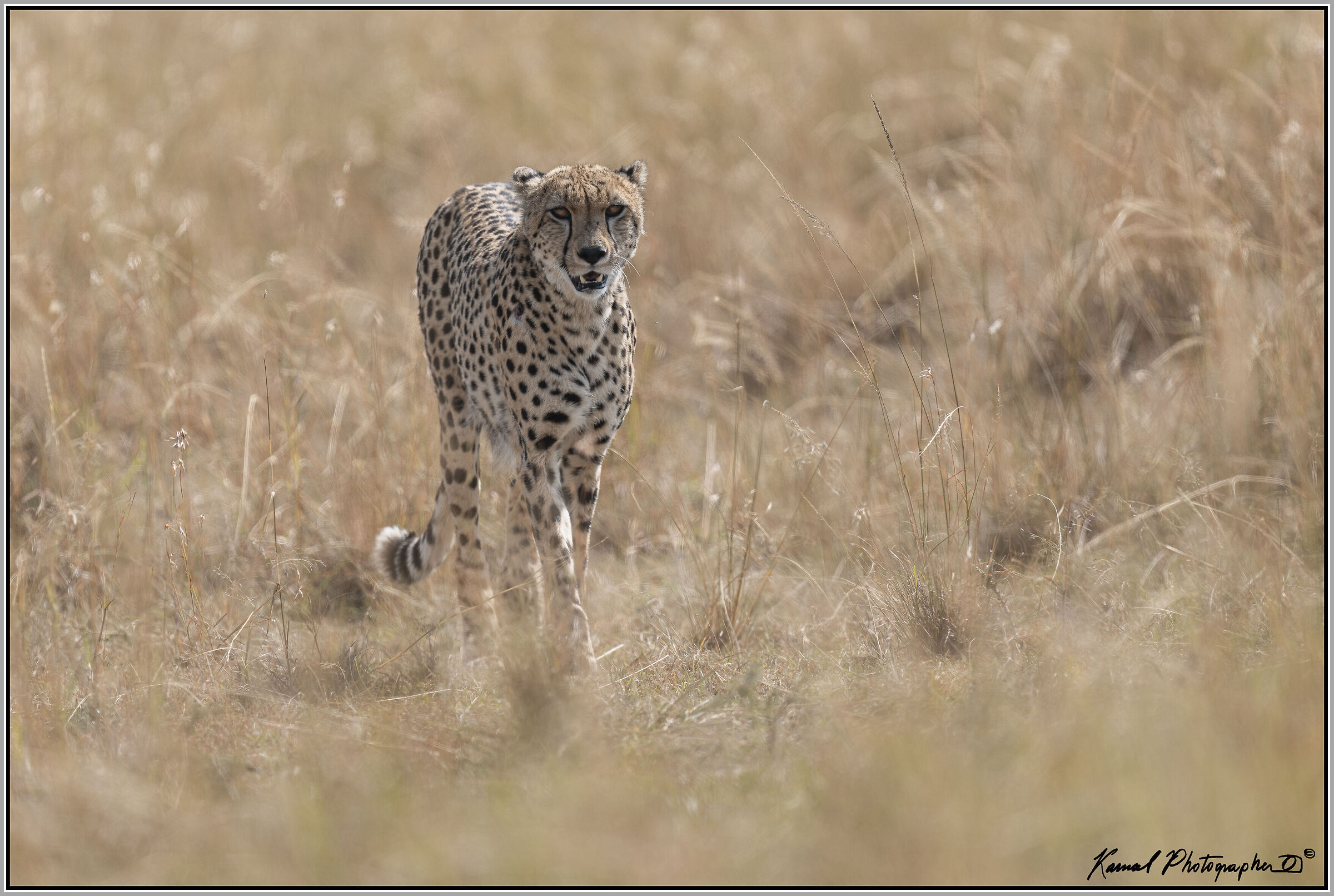 Acinonyx jubatus