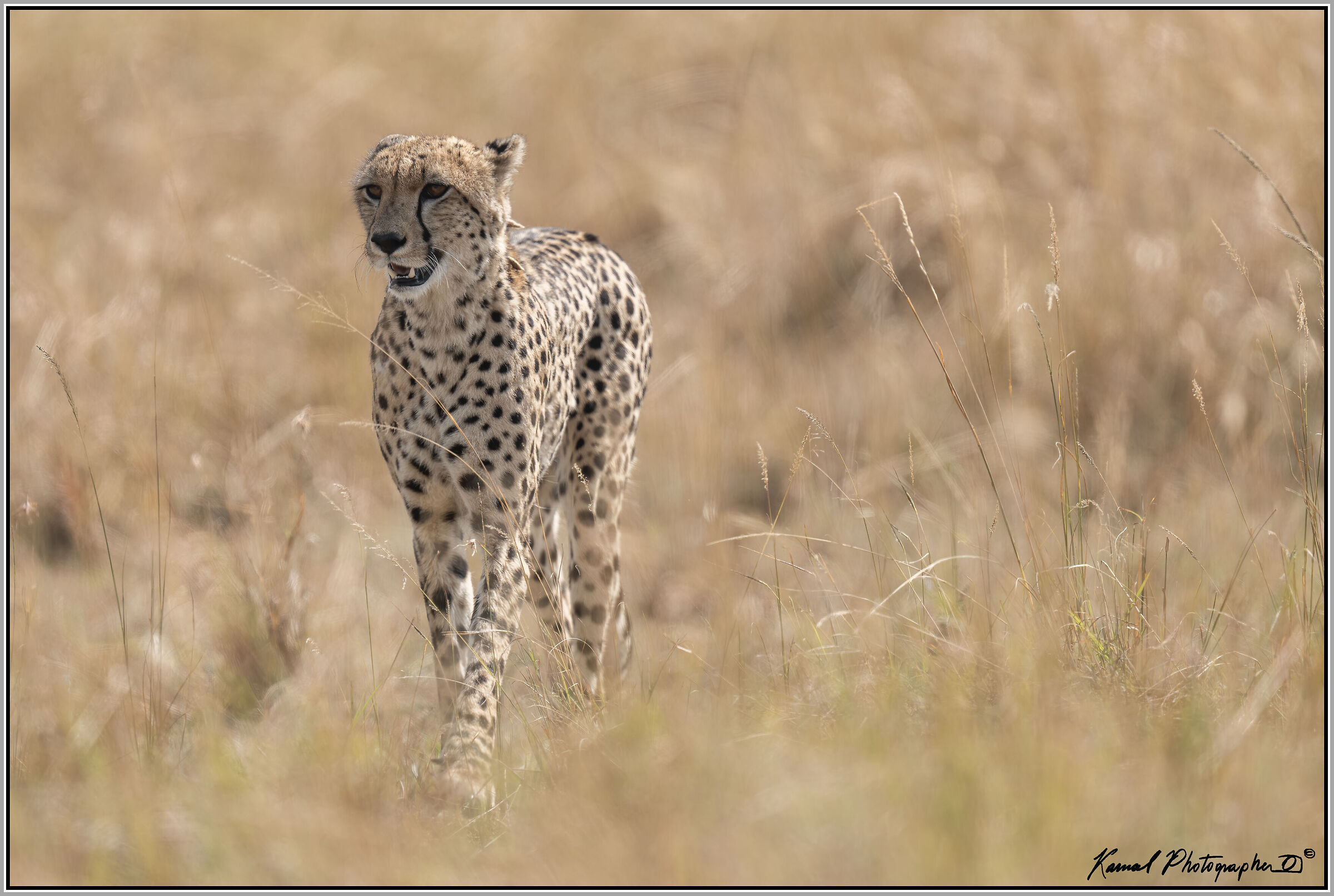 Acinonyx jubatus