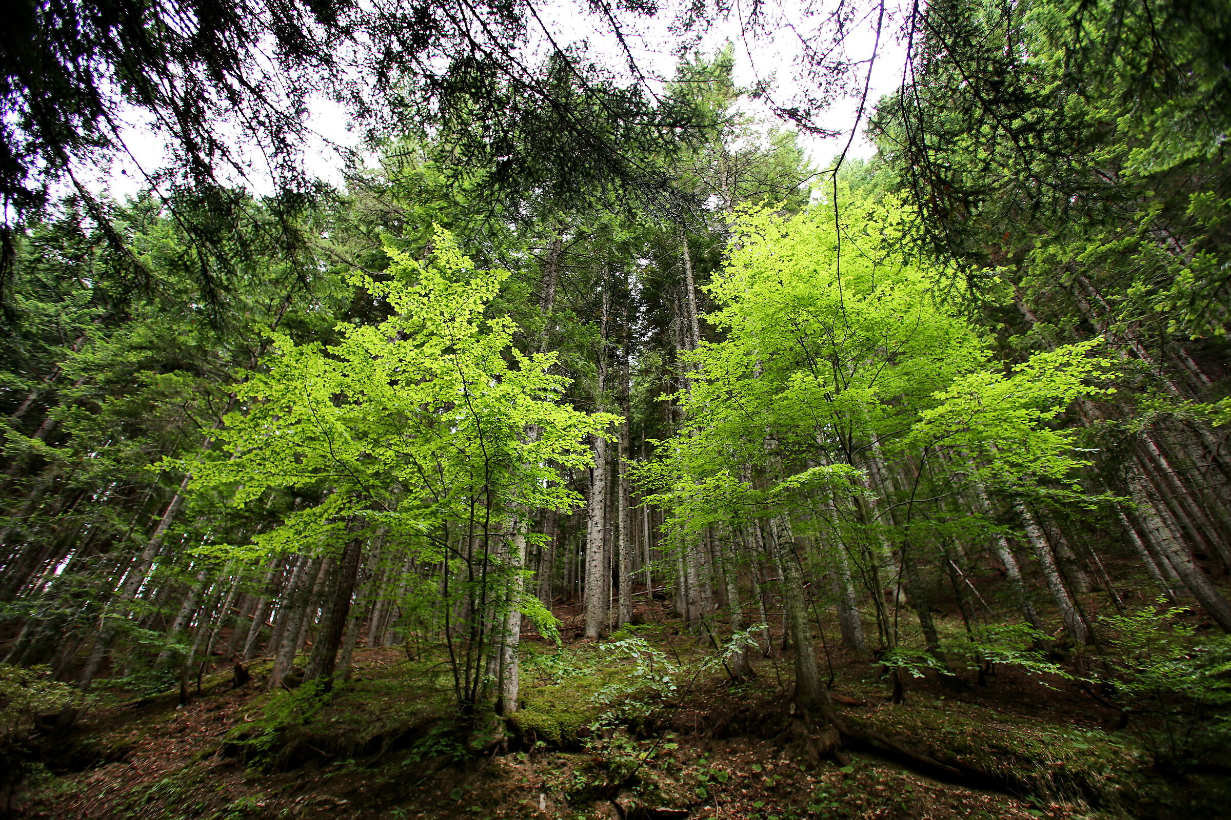 The Upega Forest - Upper Brig Valley