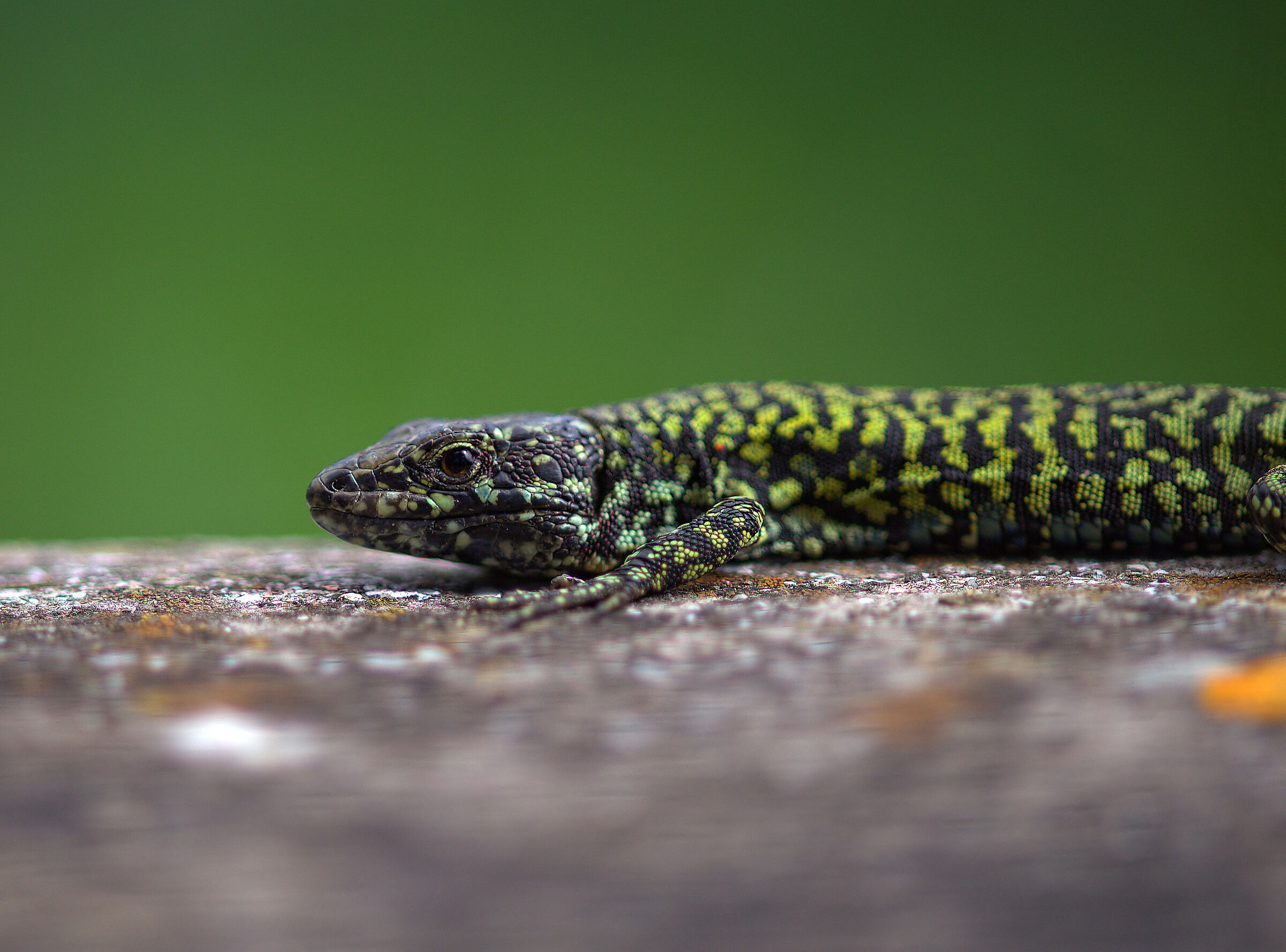 Male wall lizard