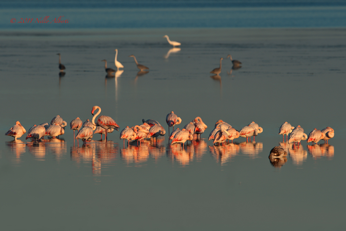 Flamingos all 'alba