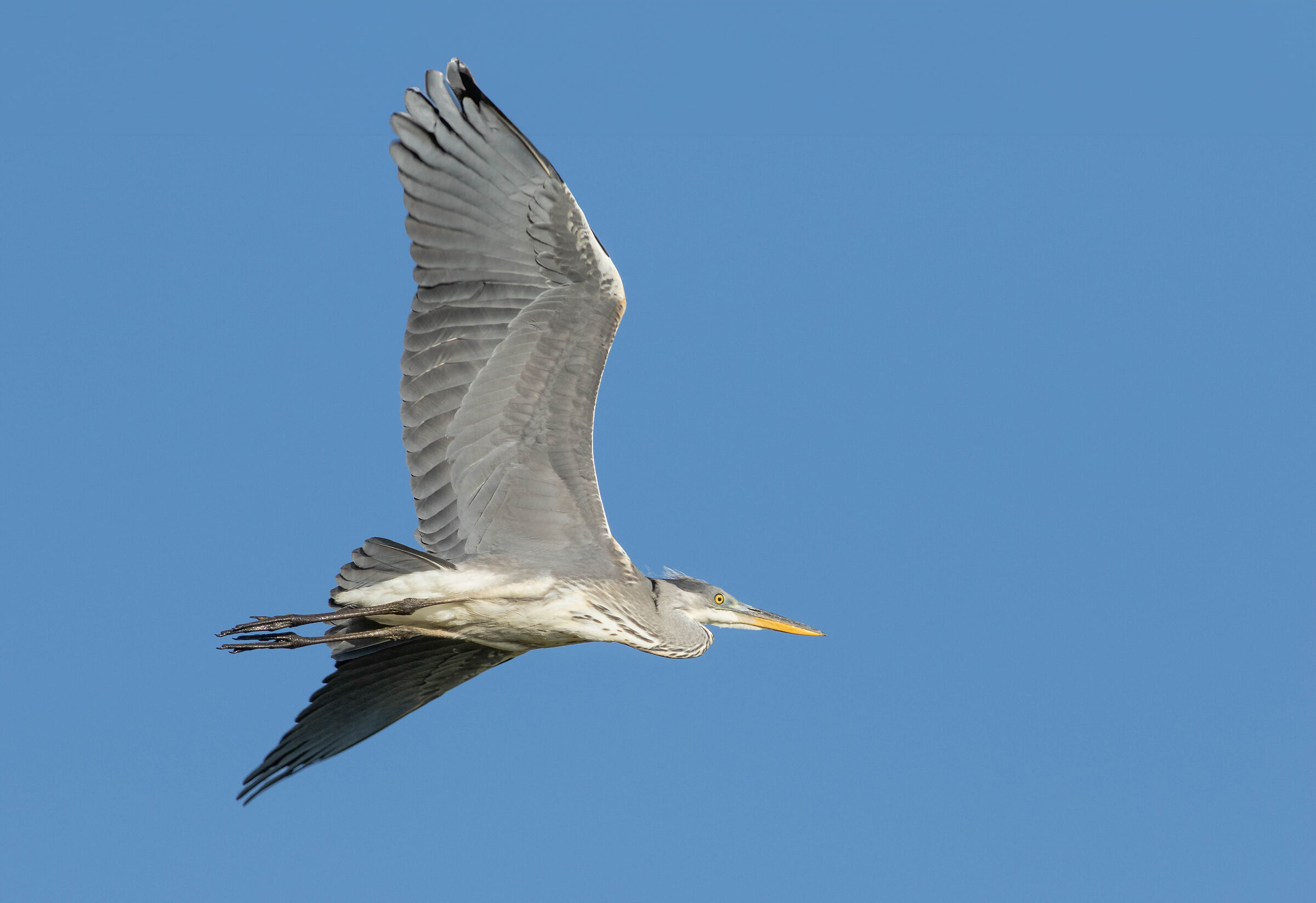 grey heron