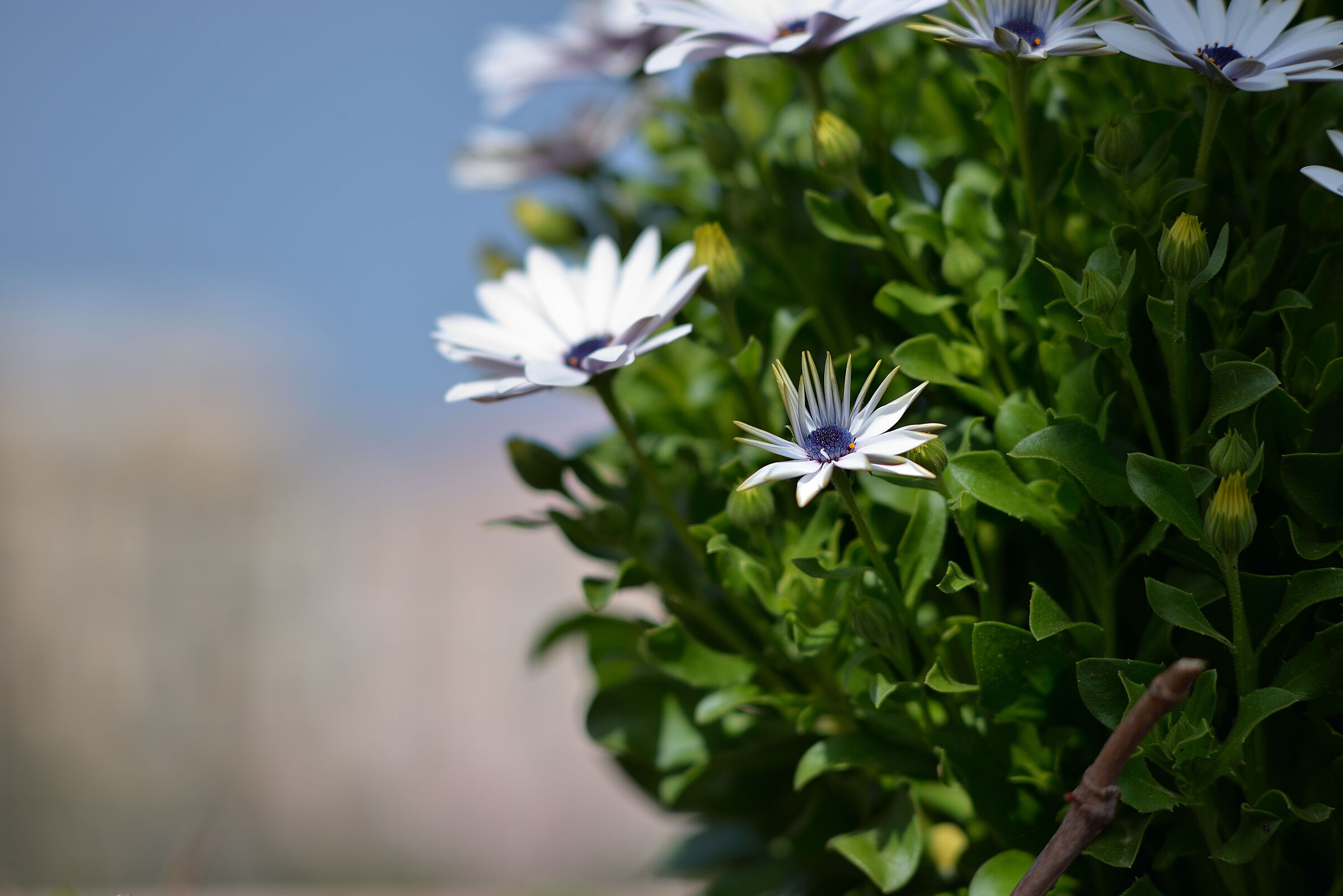 Prova Nikon 105 f 2,5