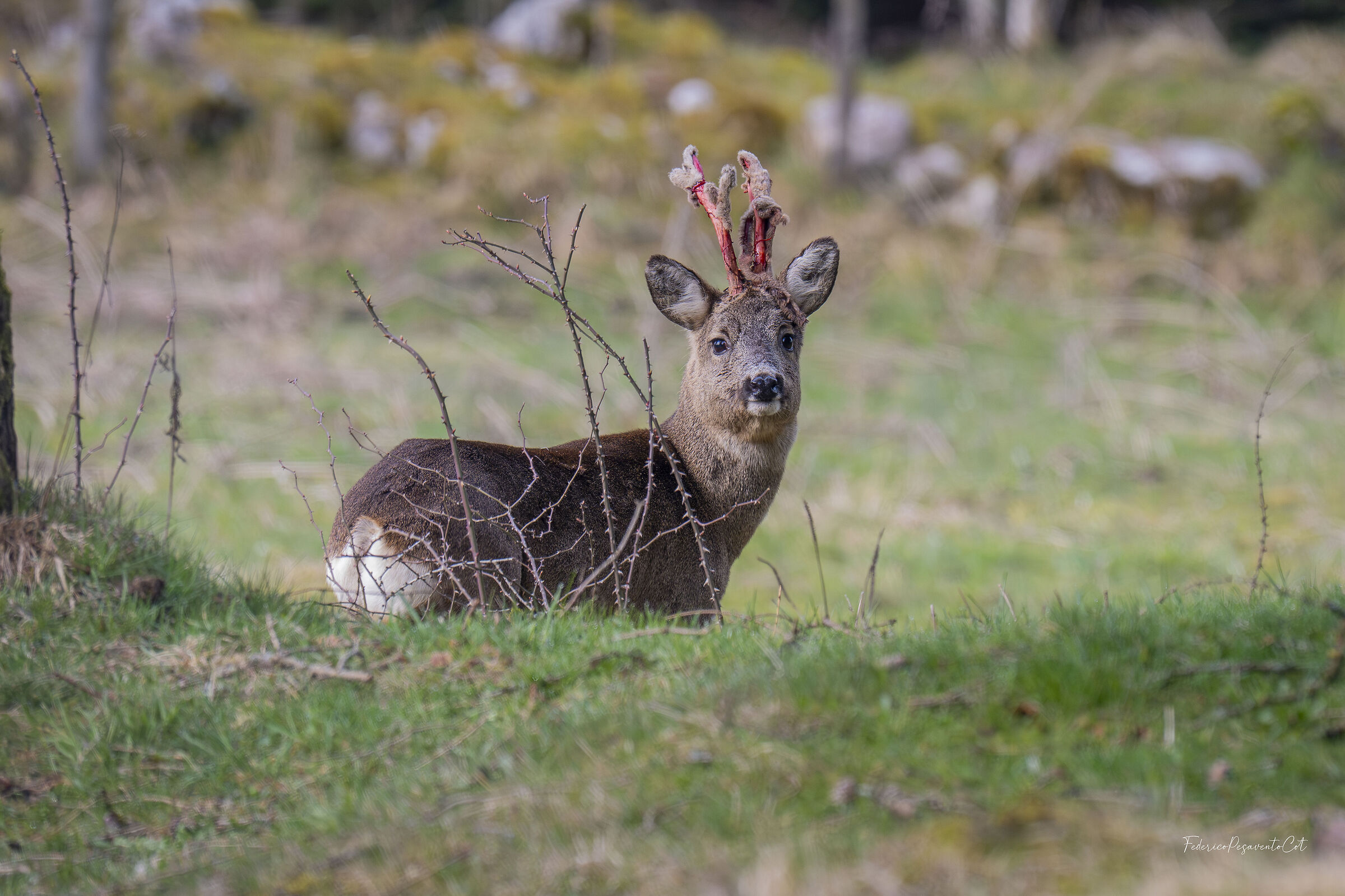 Capriolo in primavera