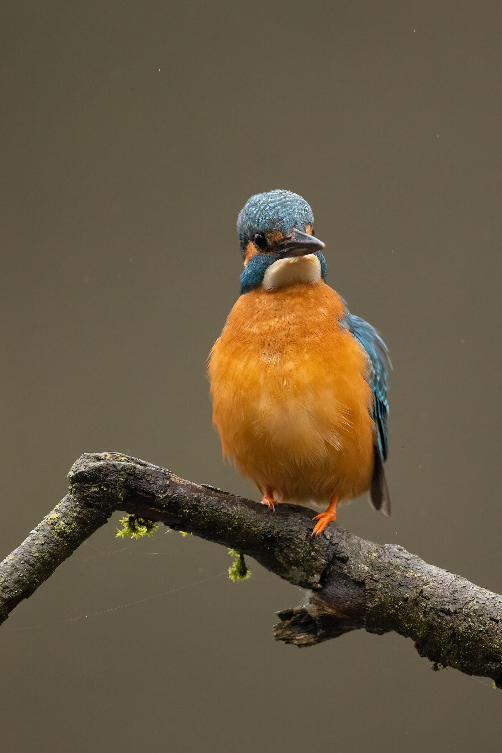 Kingfisher in the rain