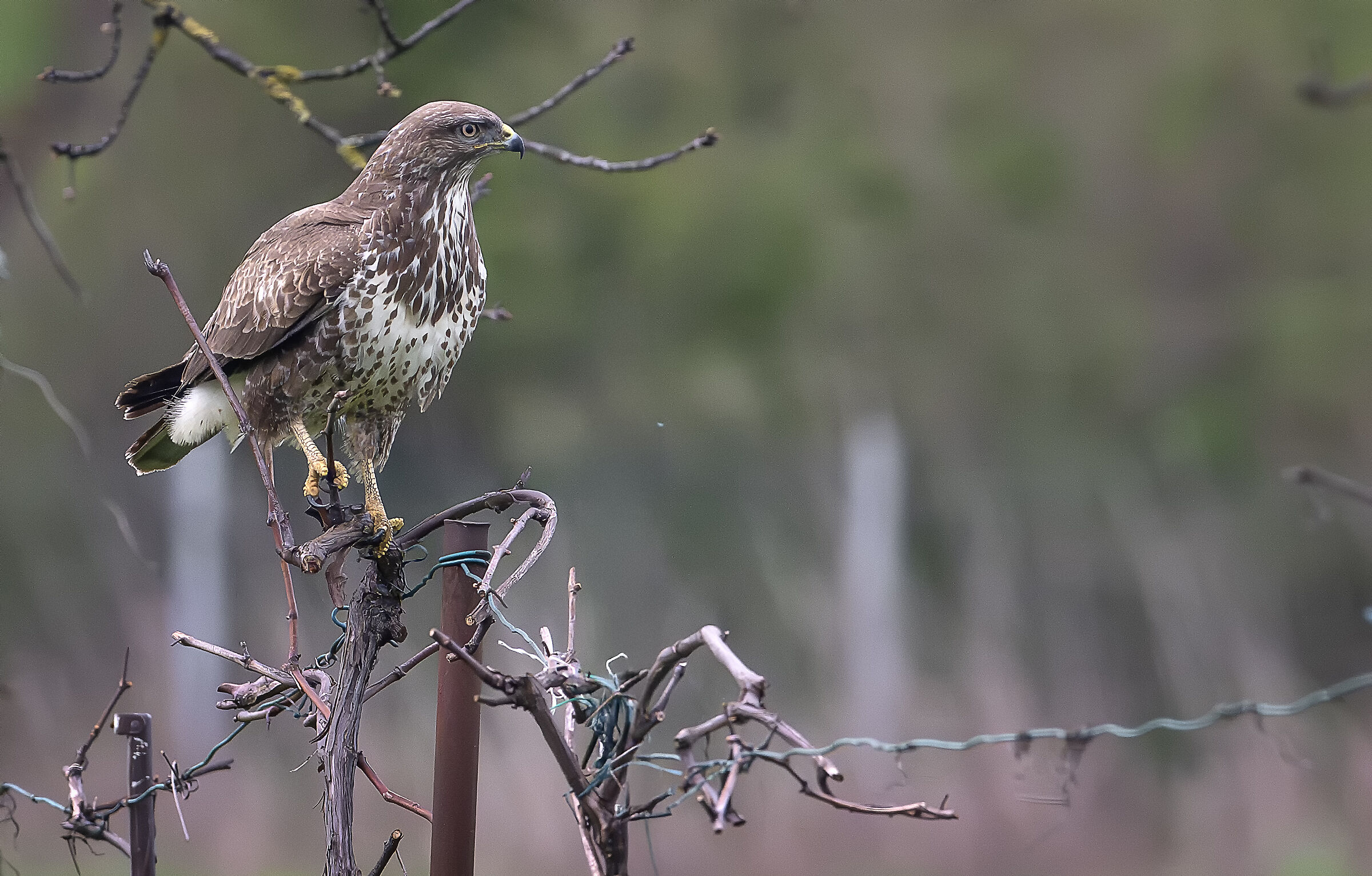 Buzzard