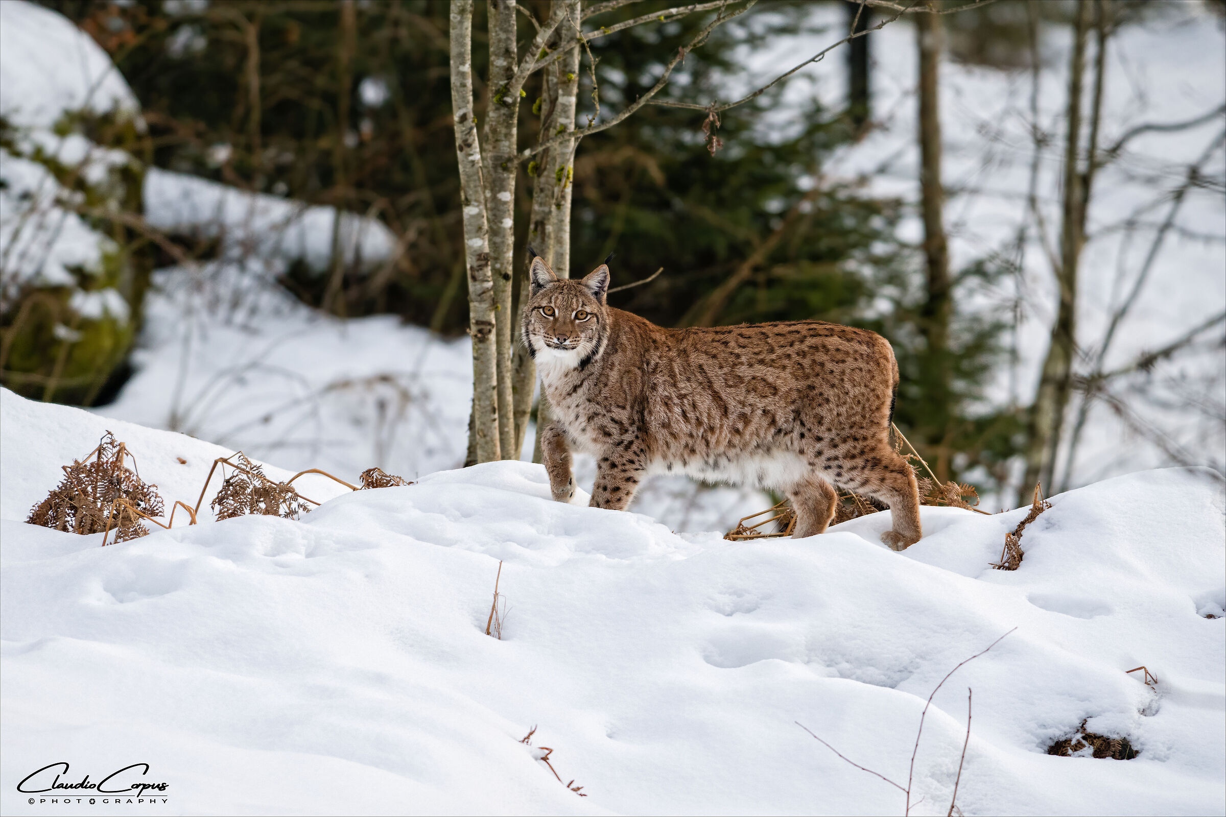 Lynx