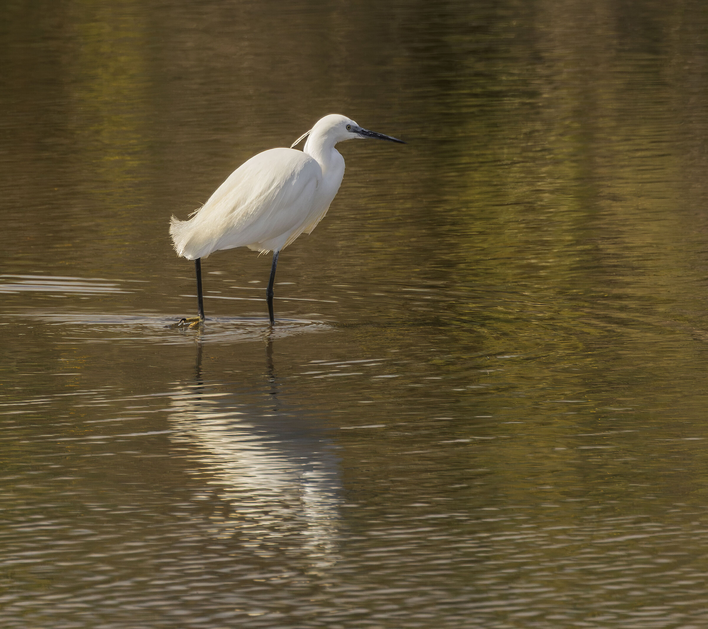 Egret