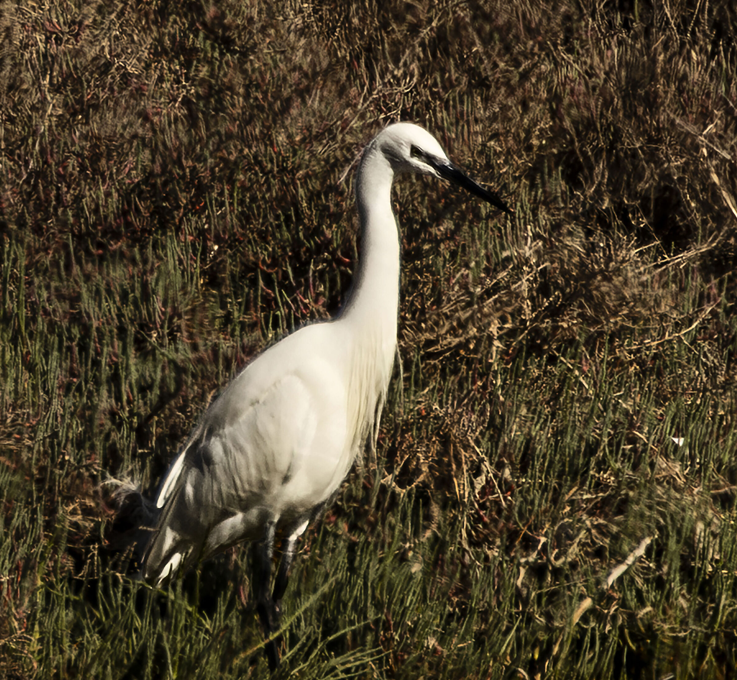 egret