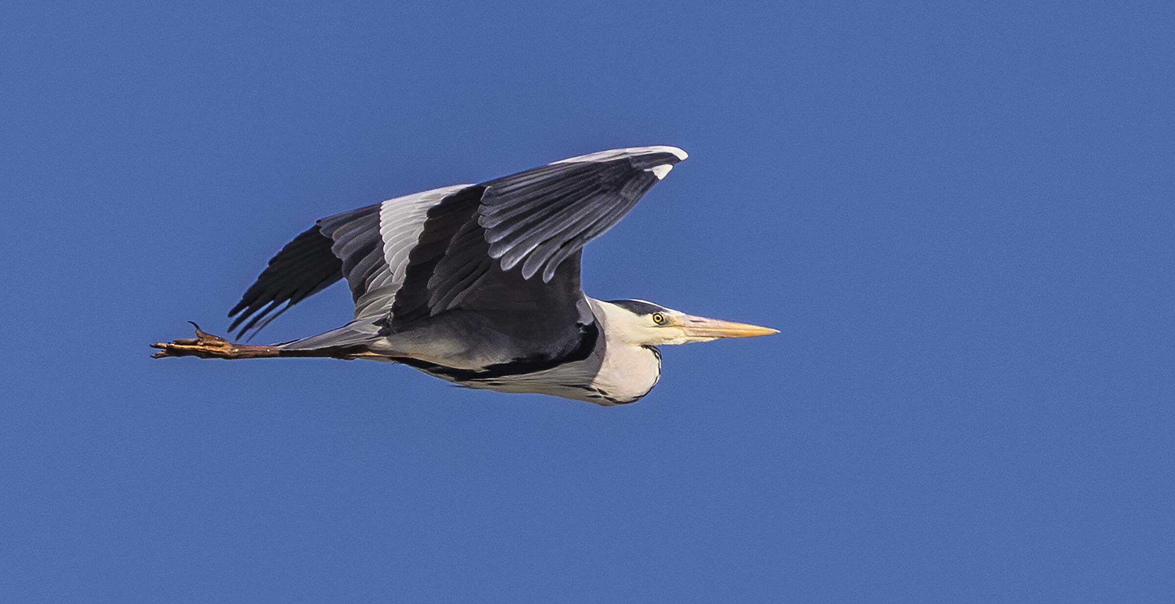 Flying Great Heron
