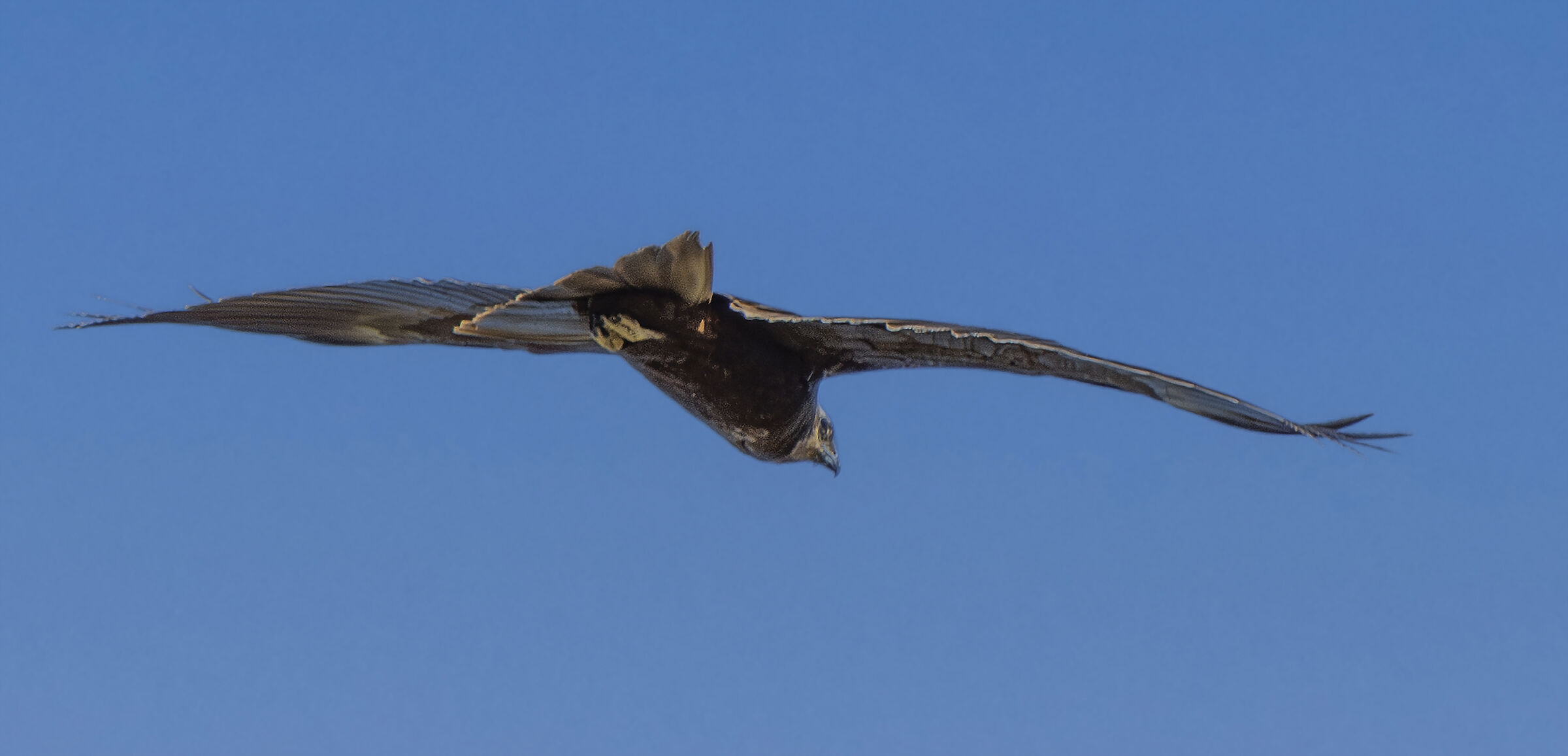 Ganly Raptor