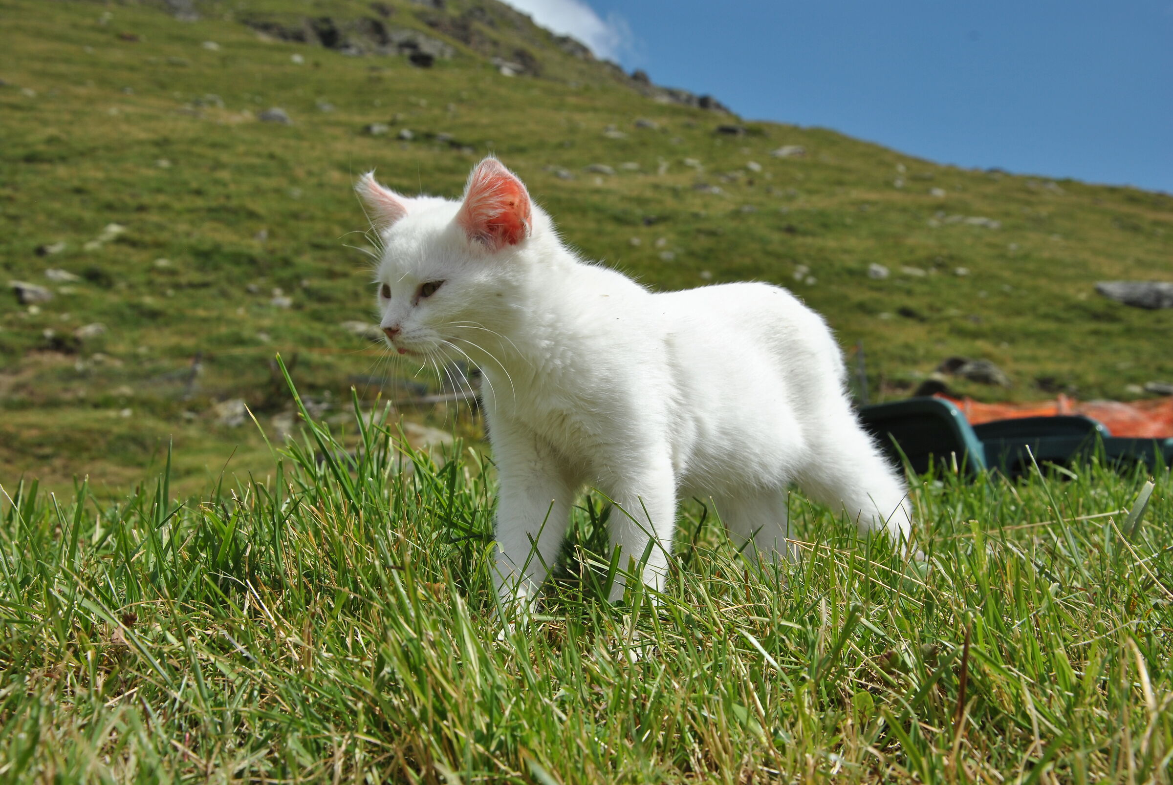 gatto bianco 2