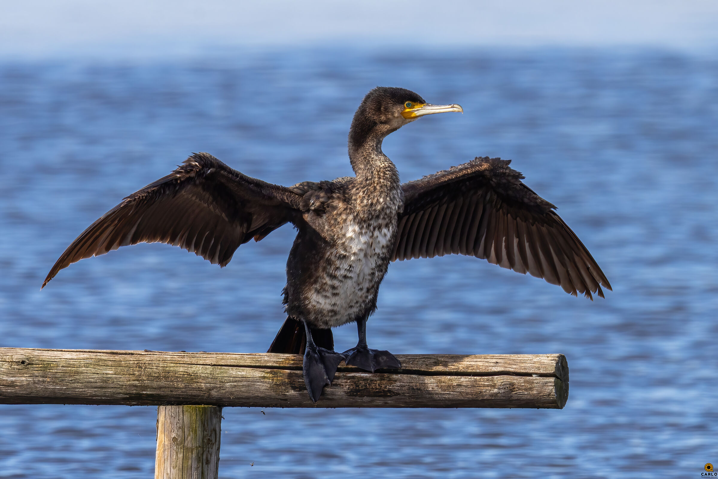 Cormorano show