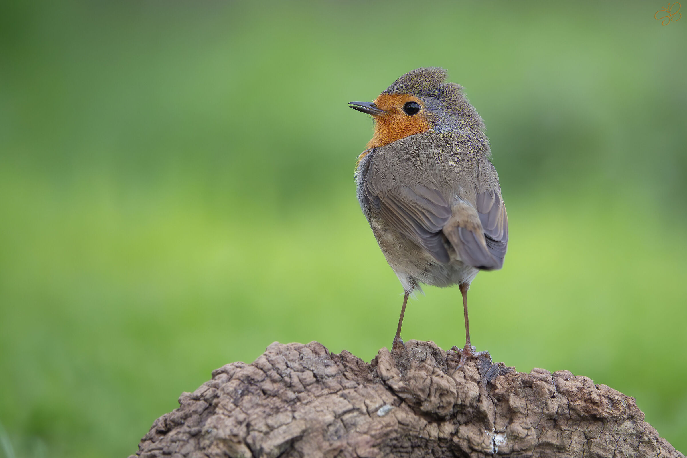 Nobody wants to be Robin