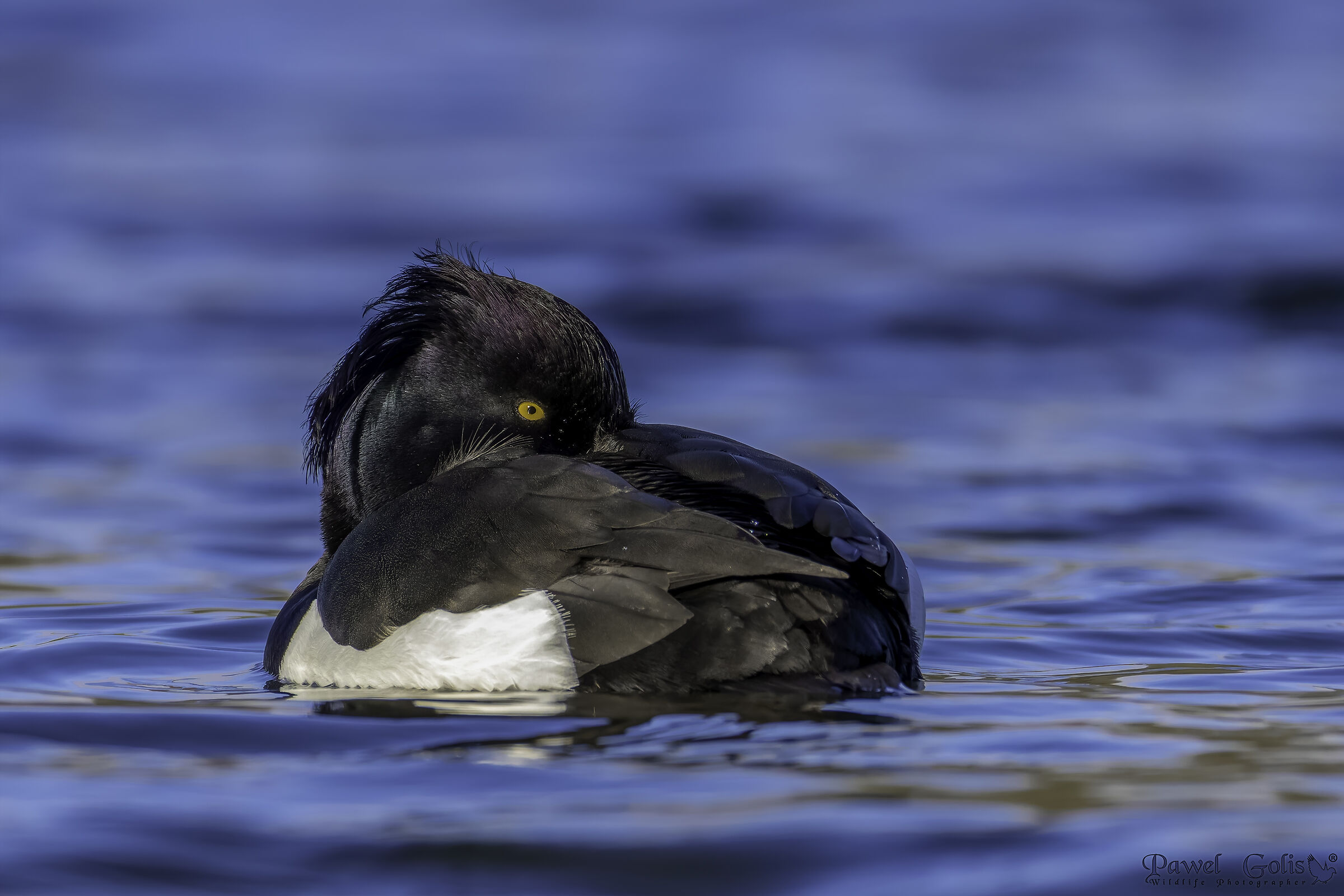 Tufted duck (Aythya fuligula)