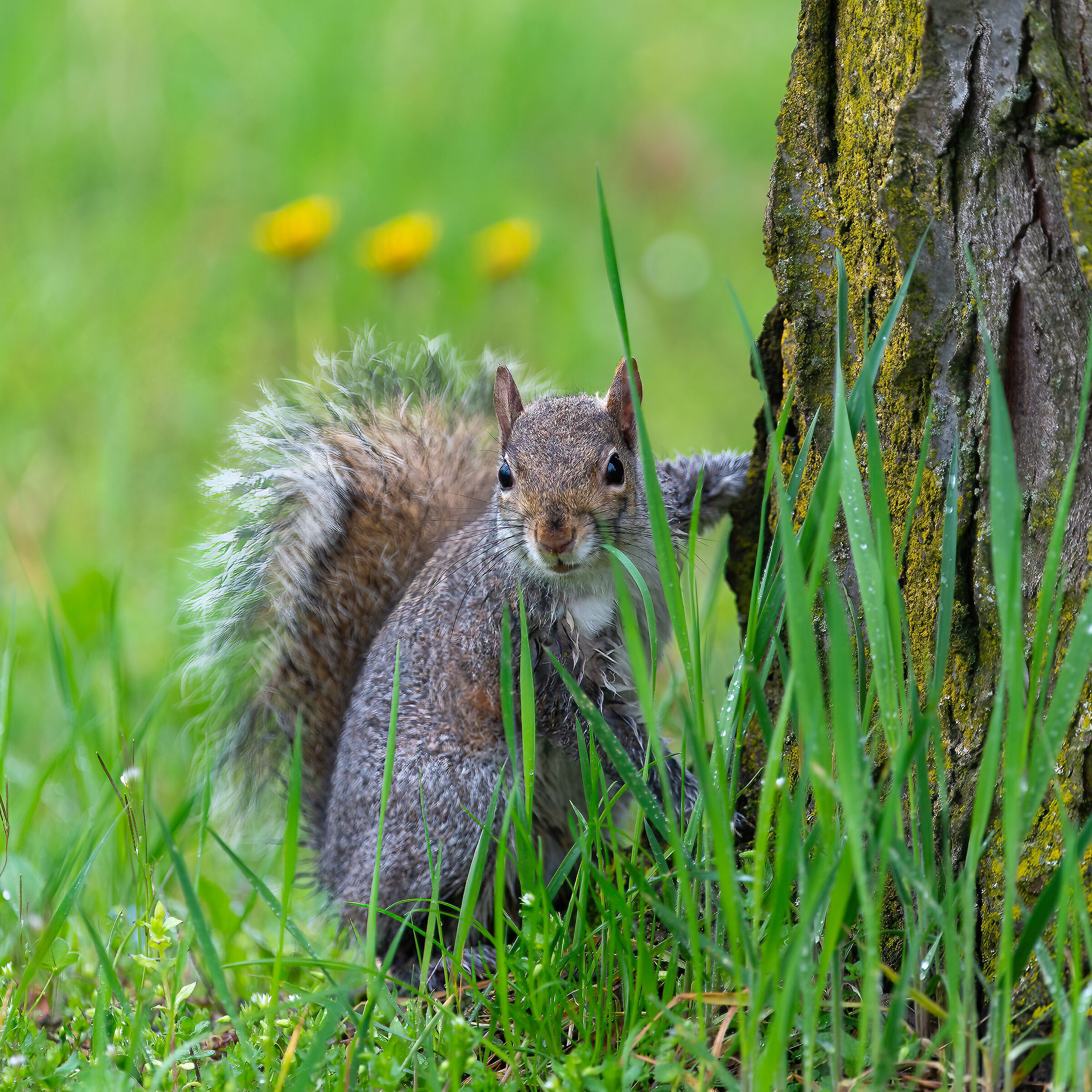 Scoiattolo Grigio - Turin