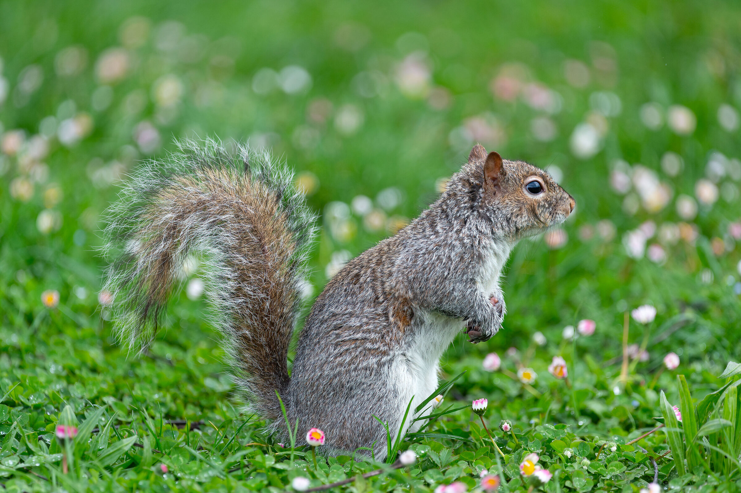 Scoiattolo Grigio - Turin