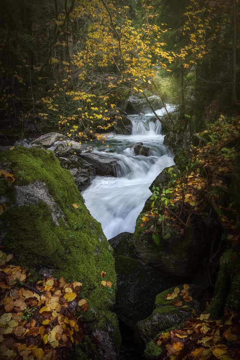 Secrets of the Forest